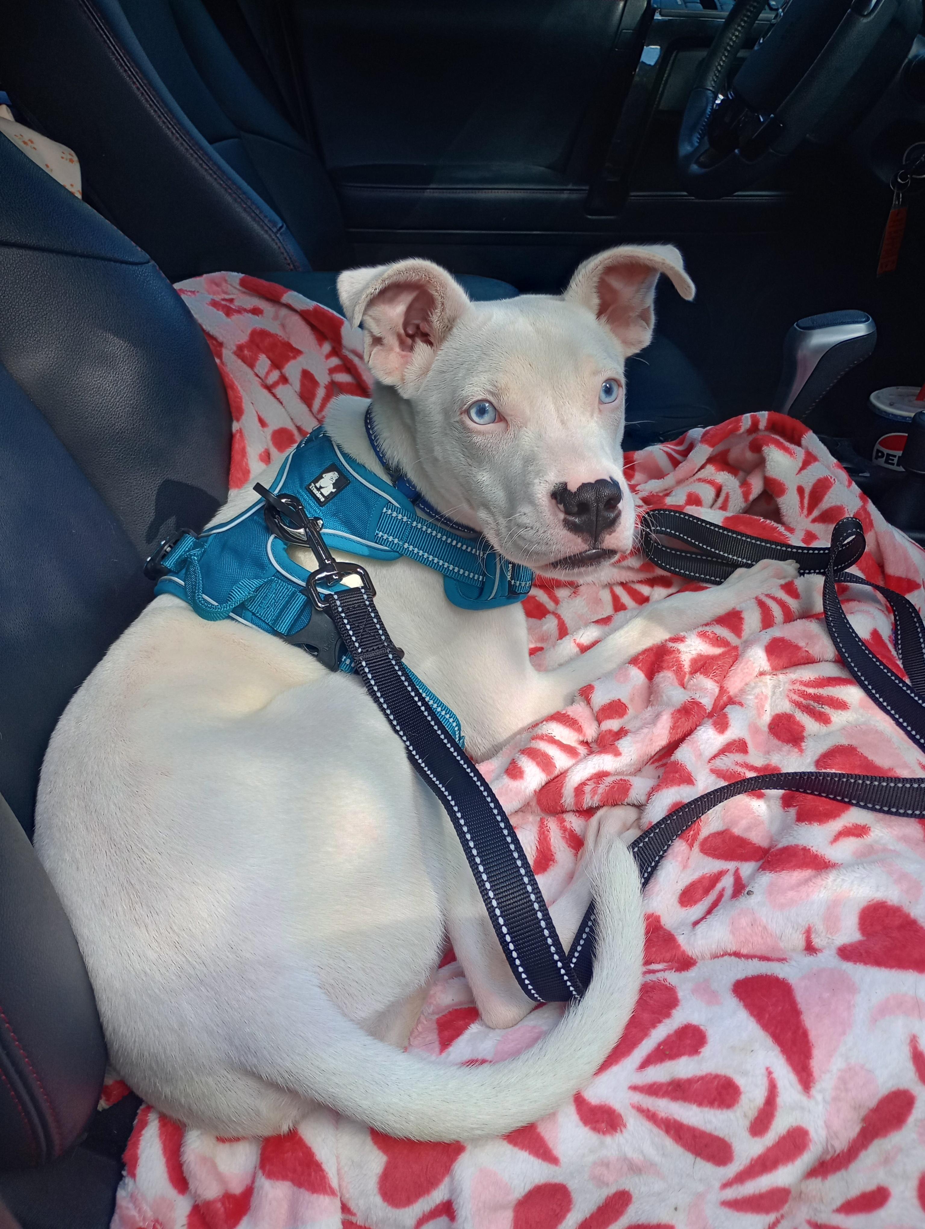 Bumble, a Adoptable mixed breed in Huntington, WV image 3/5