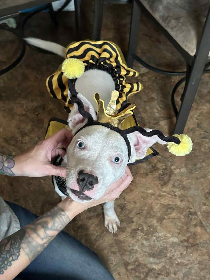 Bumble, Adoptable, Puppy Male Pit Bull Terrier.