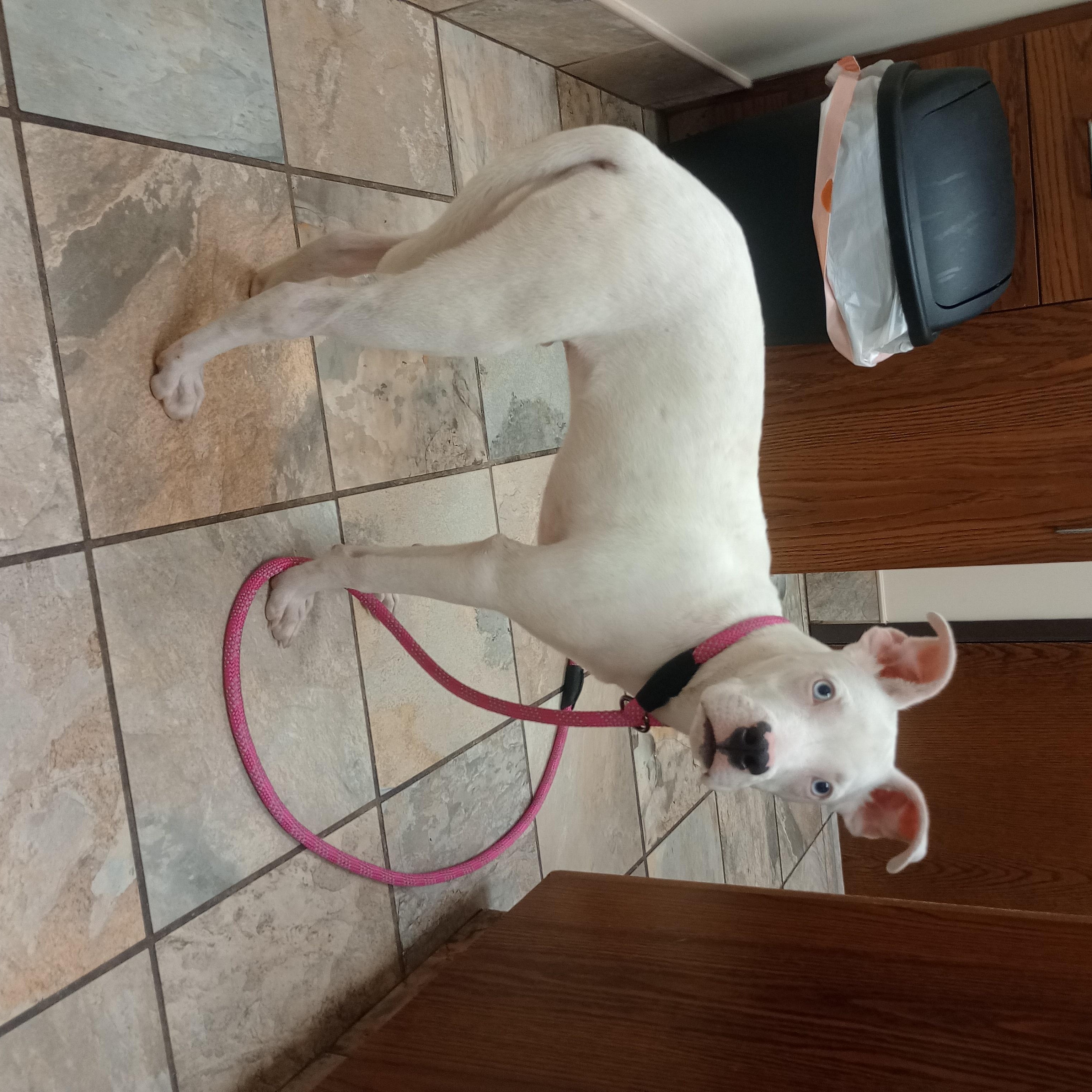 Bumble, a Adoptable mixed breed in Huntington, WV image 4/5