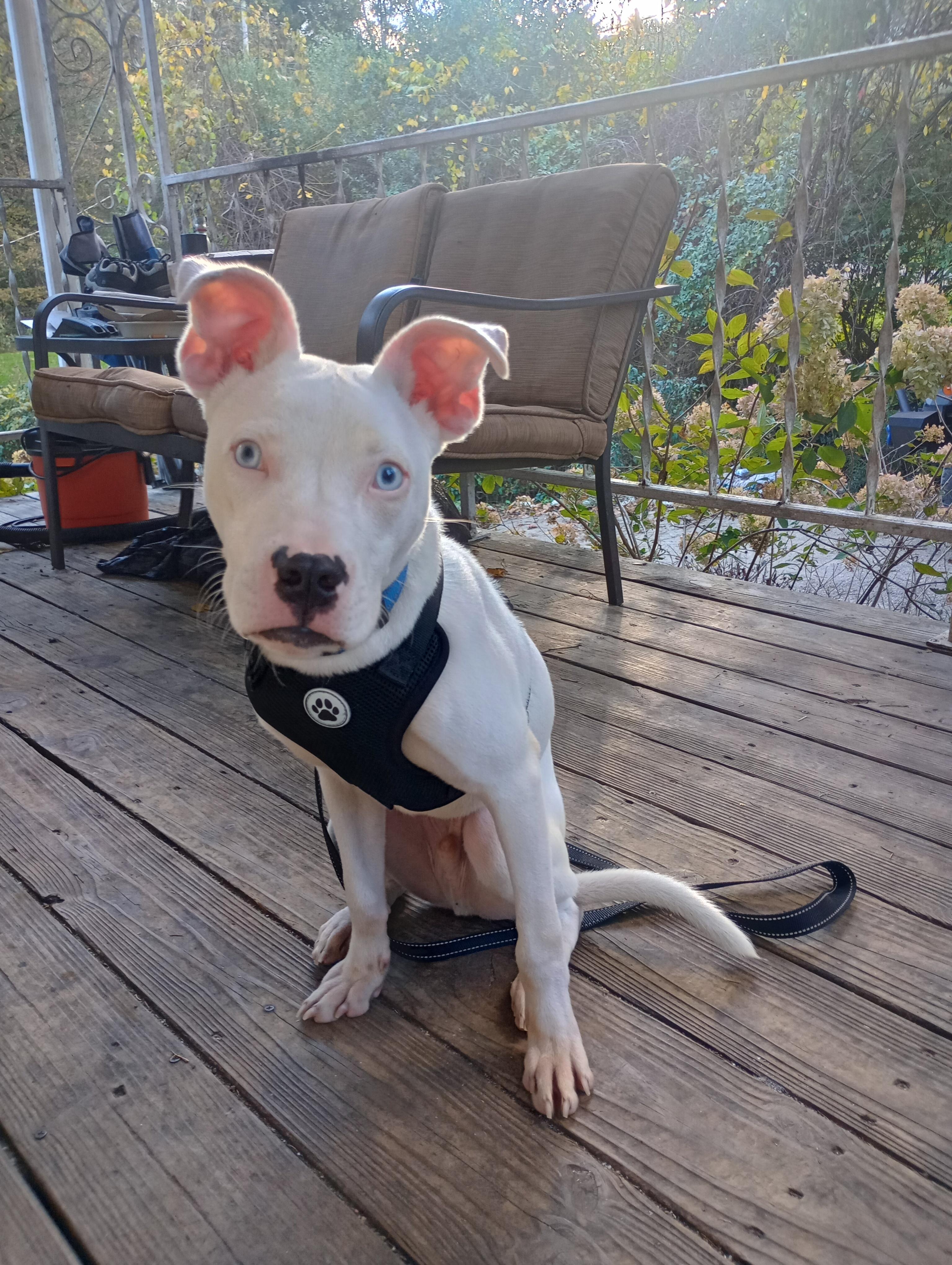 Bumble, a Adoptable mixed breed in Huntington, WV image 2/5