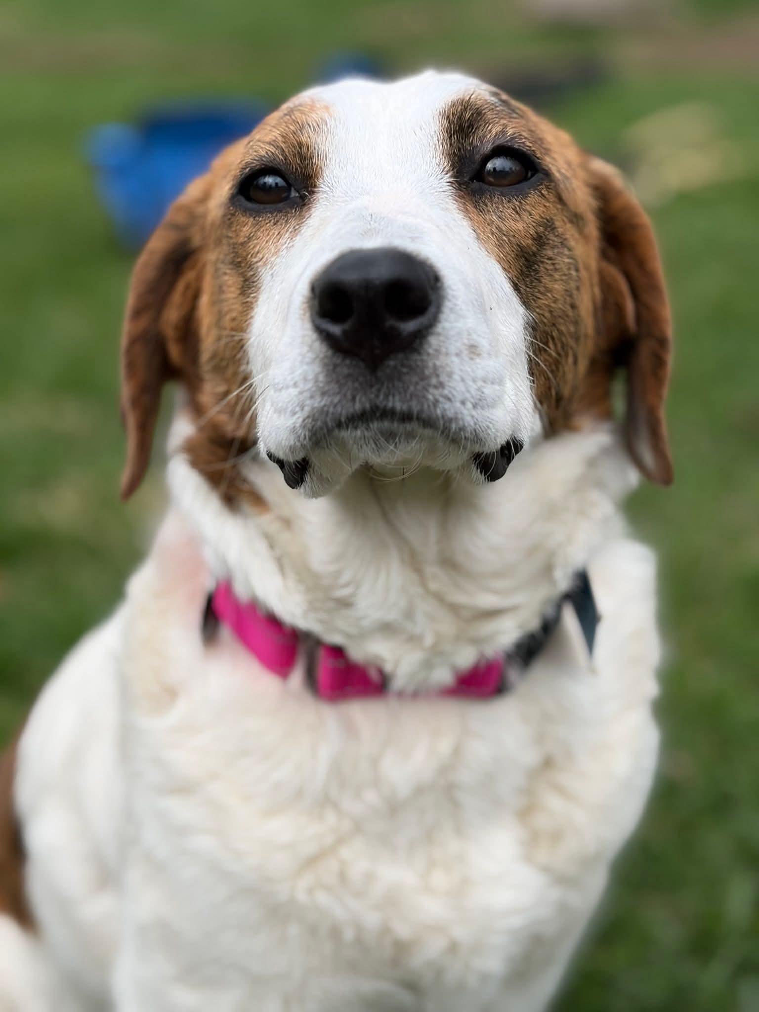 Enlarge Iris, a ADOPTABLE mixed breed in Albany, NY image 1/5