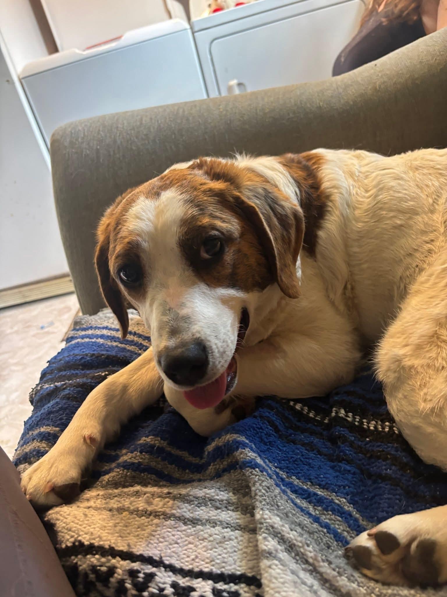 Enlarge Iris, a ADOPTABLE mixed breed in Albany, NY image 3/5