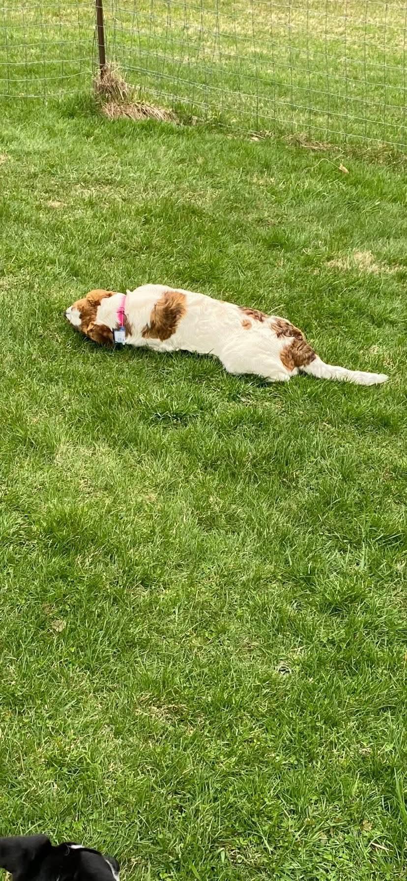 Enlarge Iris, a ADOPTABLE mixed breed in Albany, NY image 5/5