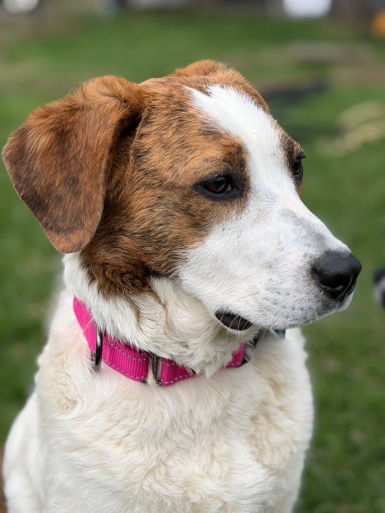 Enlarge Iris, a ADOPTABLE mixed breed in Albany, NY image 4/5