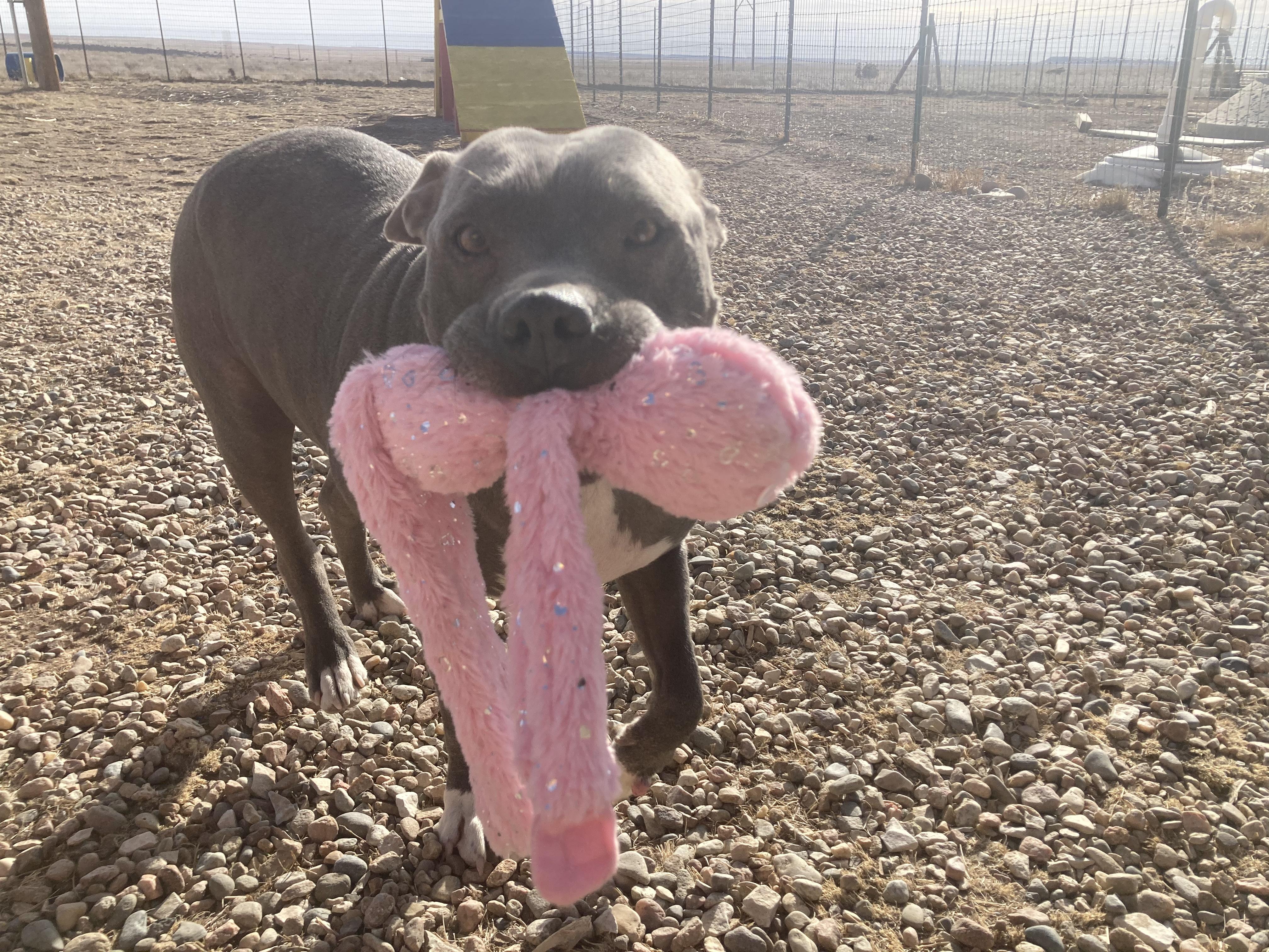 Enlarge Will, a Adopted American Staffordshire Terrier in RYE, CO image 2/6