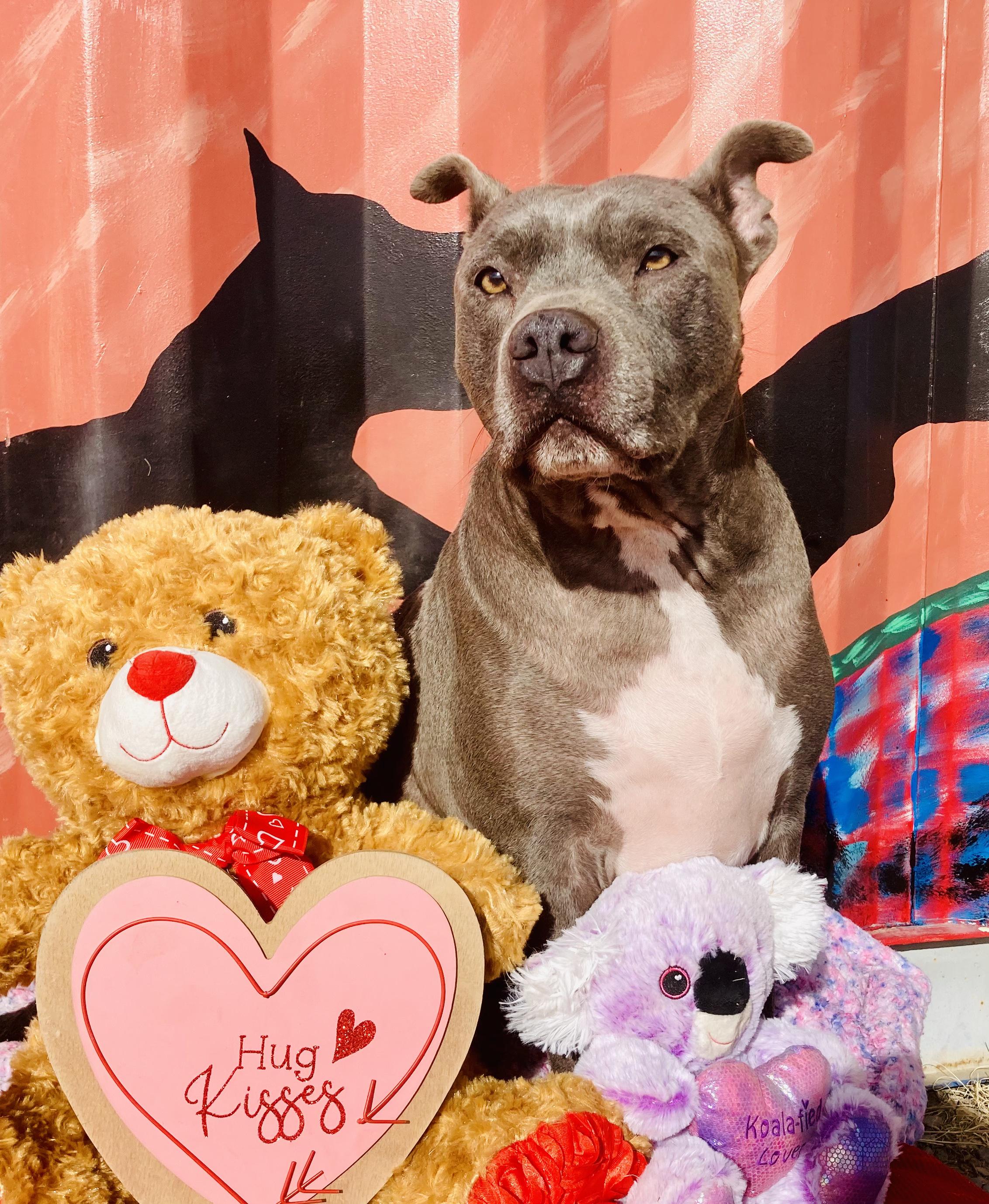 Enlarge Will, a Adopted American Staffordshire Terrier in RYE, CO image 6/6