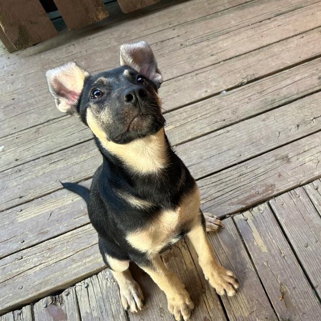 Enlarge MK, a Adoptable mixed breed in Spring hill, TN image 5/5