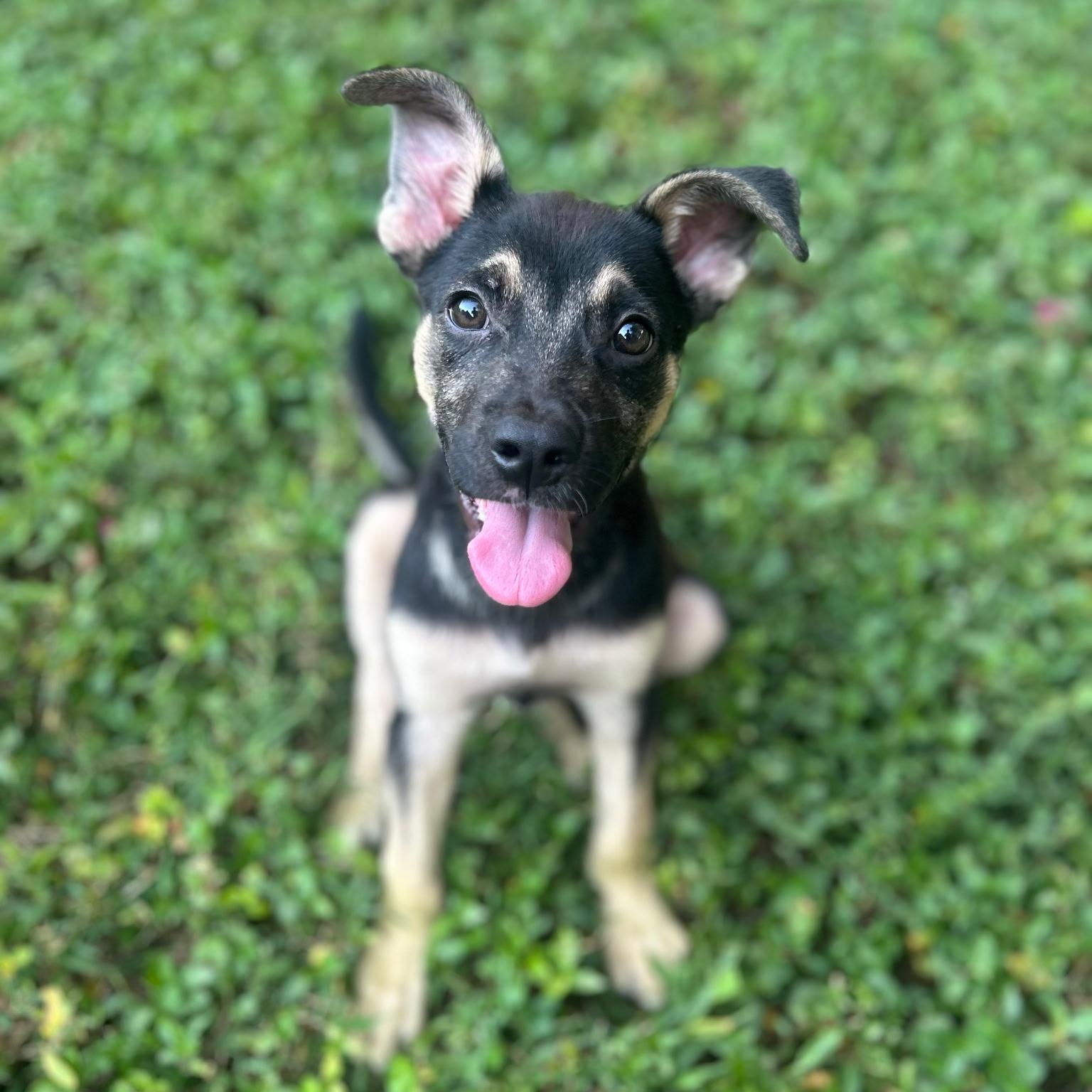 Enlarge MK, a Adoptable mixed breed in Spring hill, TN image 4/5