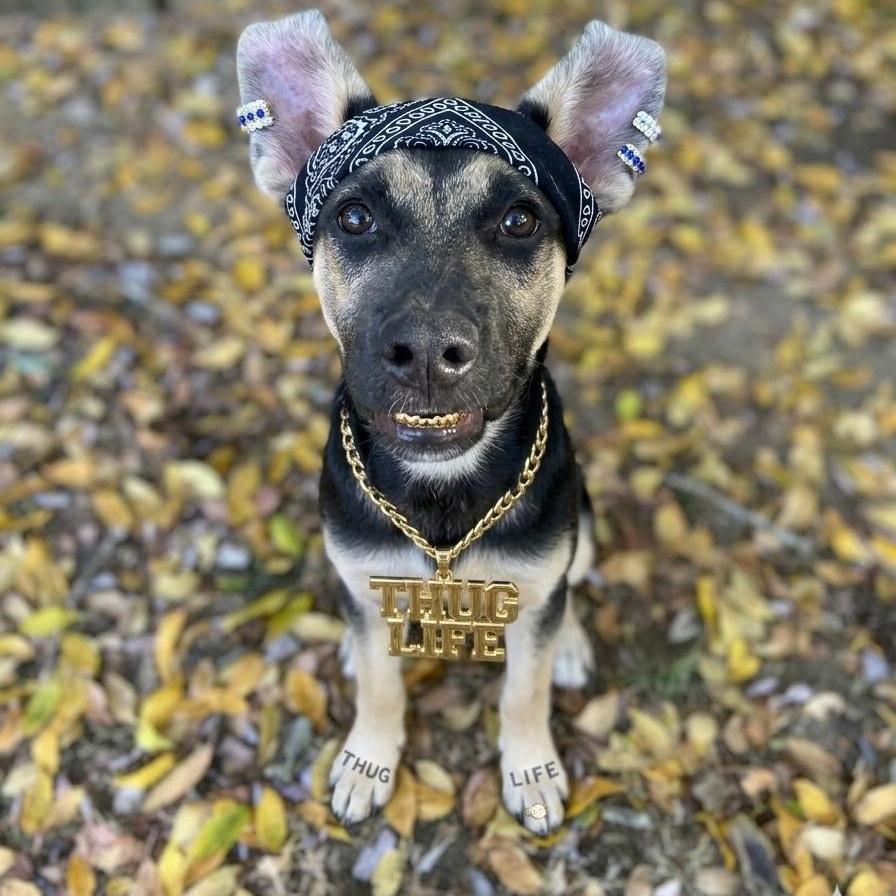 MK, Adoptable, Young Female German Shepherd Dog & American Bully.