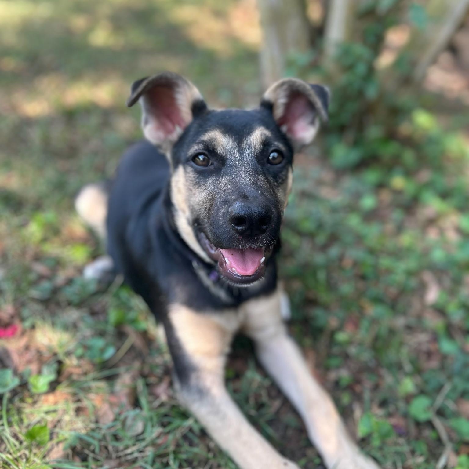 Enlarge MK, a Adoptable mixed breed in Spring hill, TN image 2/5