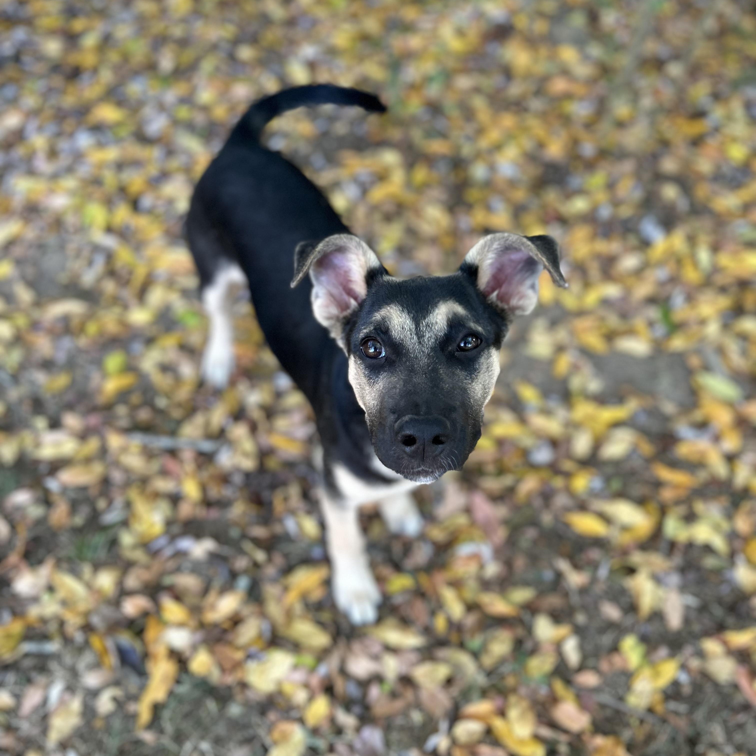 Enlarge MK, a Adoptable mixed breed in Spring hill, TN image 3/5