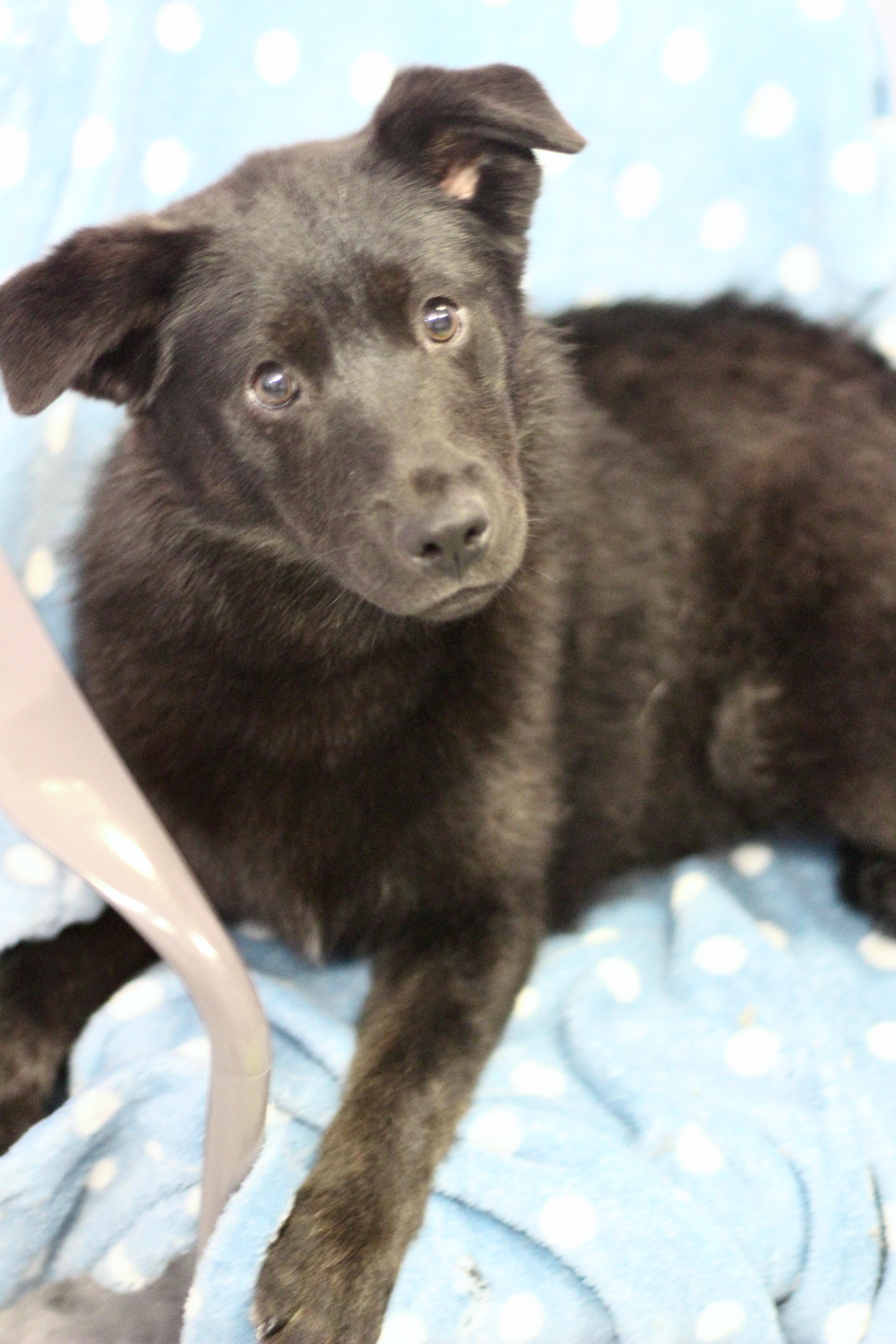 Enlarge Anderson in NH! Come Meet our Adoptable Dogs Wednesday-Saturday. More info in Bio! , a ADOPTABLE mixed breed in Manchester, NH image 2/2