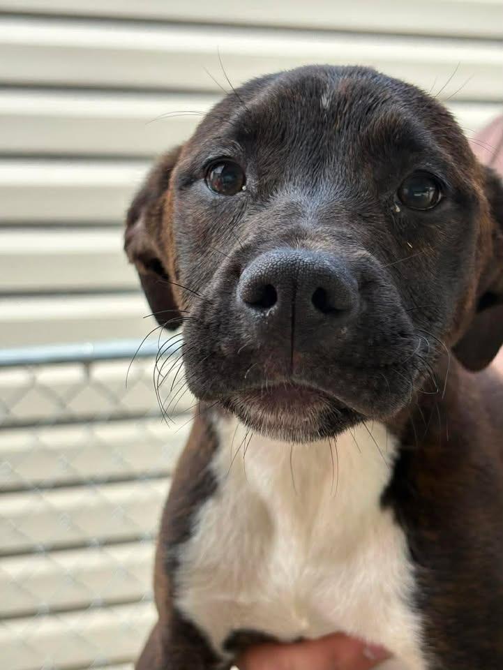 Carmela, Adoptable, Puppy Female Mixed Breed.