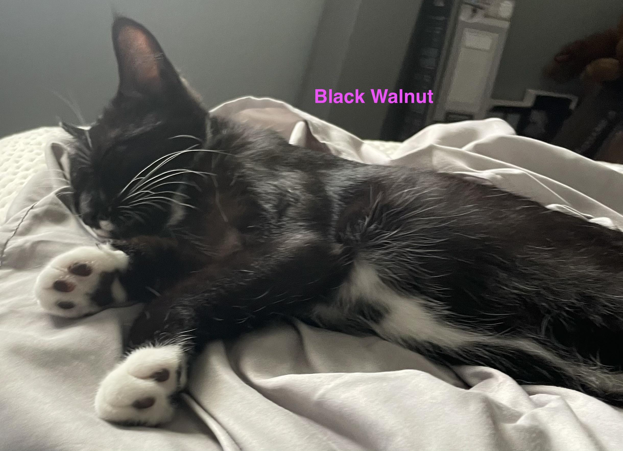 Enlarge Walnut, a Adoptable Domestic Short Hair in Woodbridge, VA image 3/4