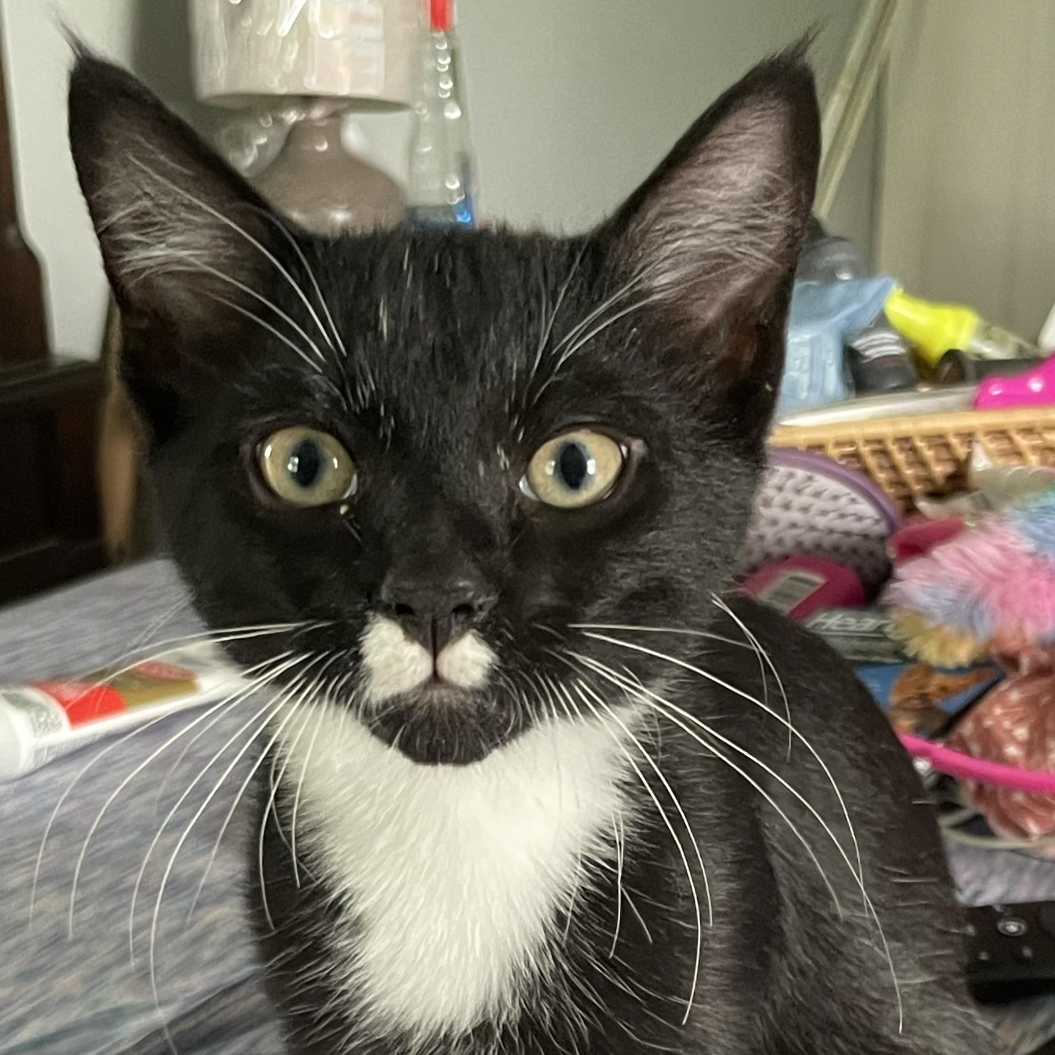 Walnut, Adoptable, Kitten Male Domestic Short Hair.