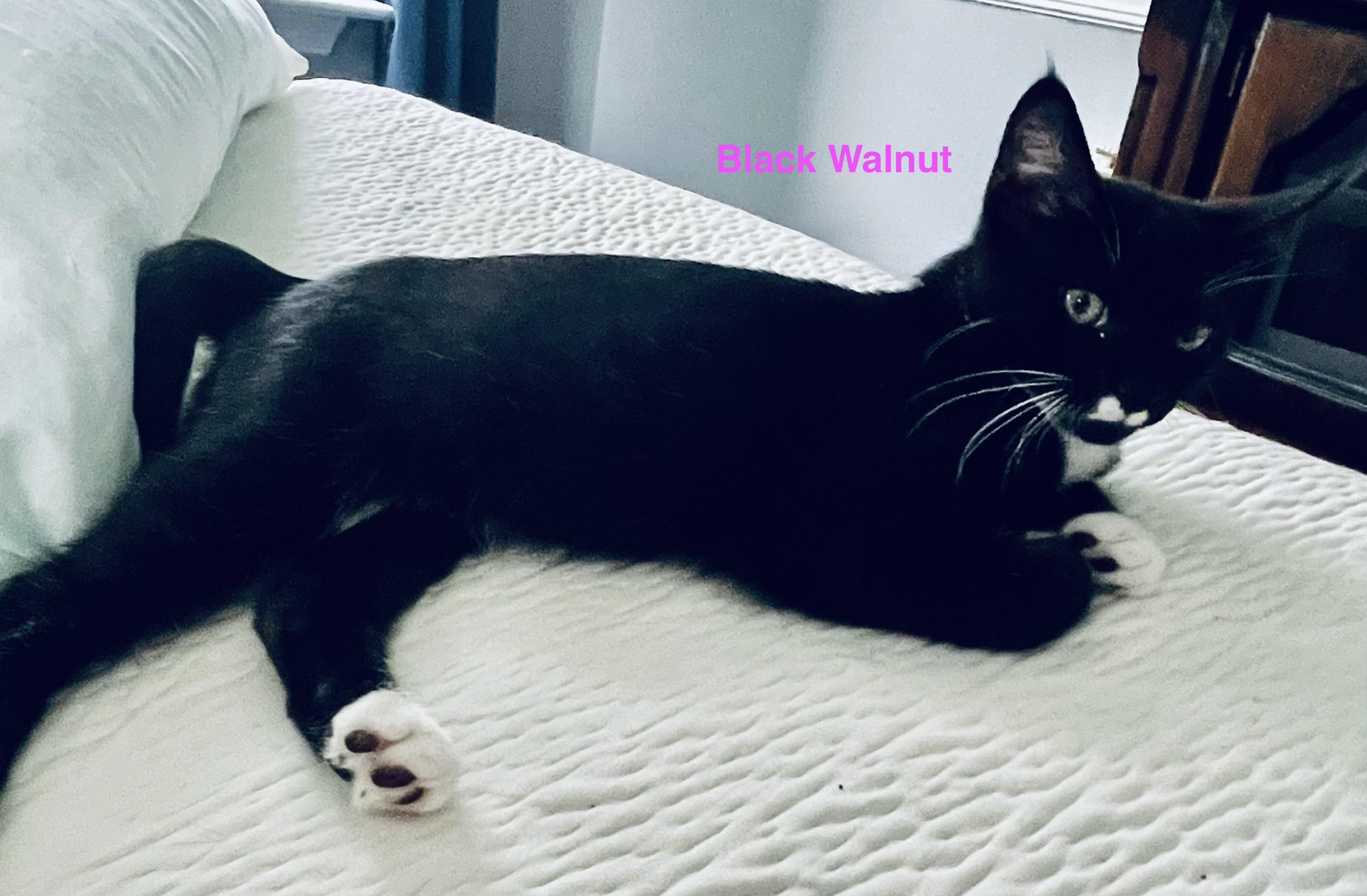 Enlarge Walnut, a Adoptable Domestic Short Hair in Woodbridge, VA image 2/4