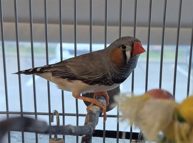 SAUSAGE, Adoptable, Adult Male Finch.