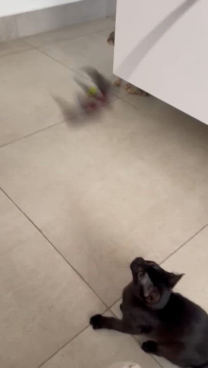 Enlarge Cedar, a Adoptable Domestic Short Hair in East Sandwich, MA video 5/6