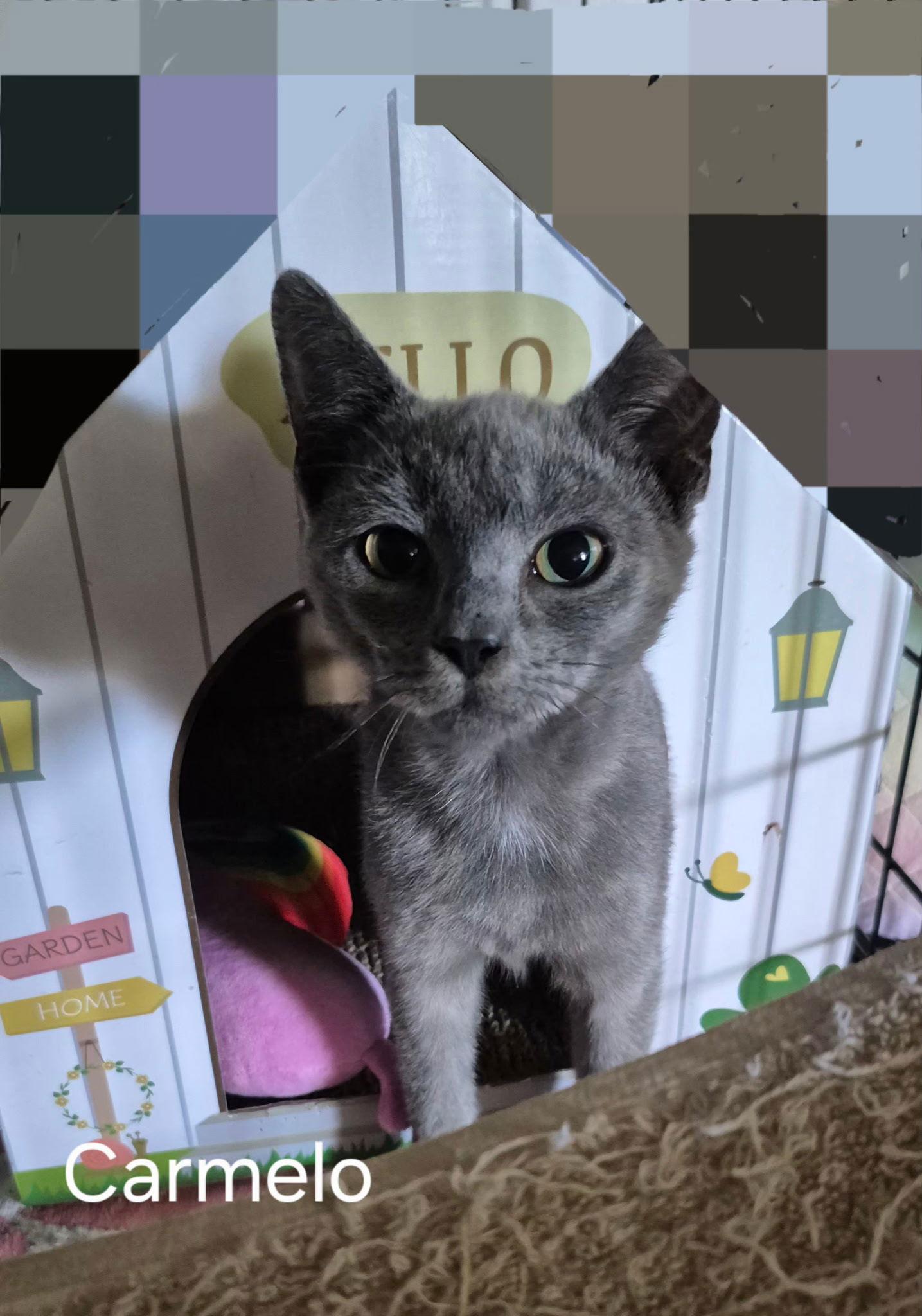 Carmelo The Sweet Bobtail