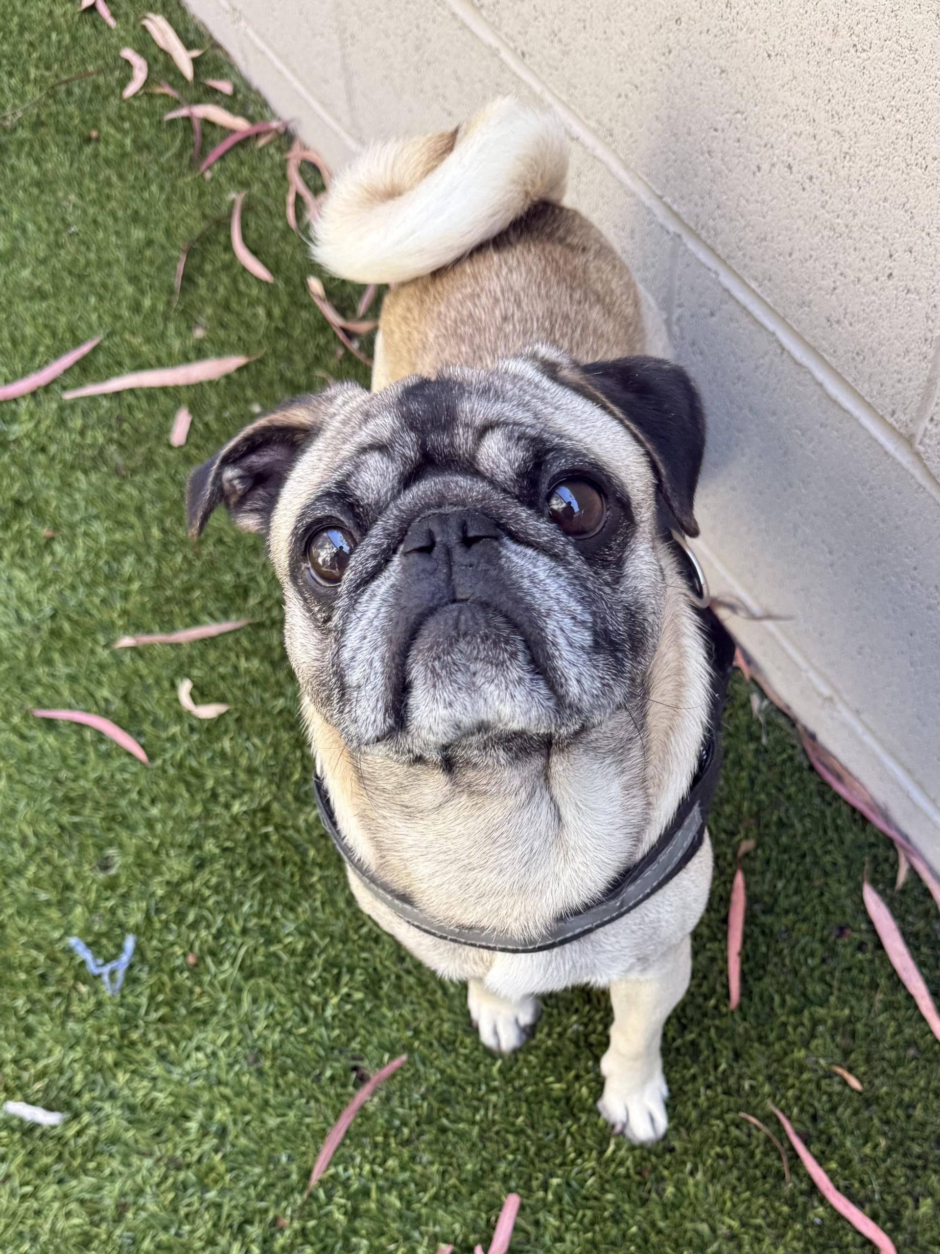 Bernard, a ADOPTABLE Pug in Los Alamitos, CA image 6/6