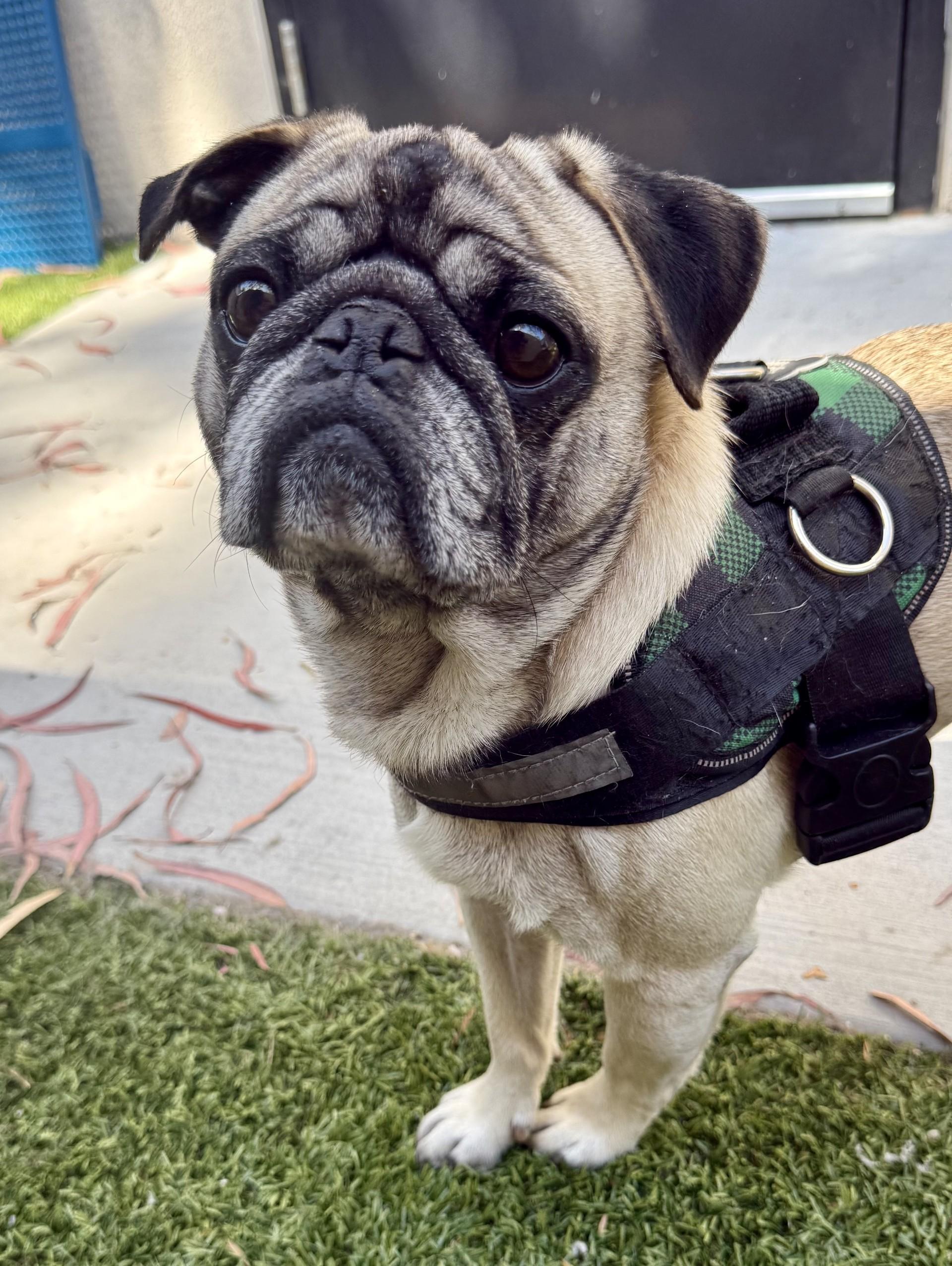 Bernard, a ADOPTABLE Pug in Los Alamitos, CA image 2/6