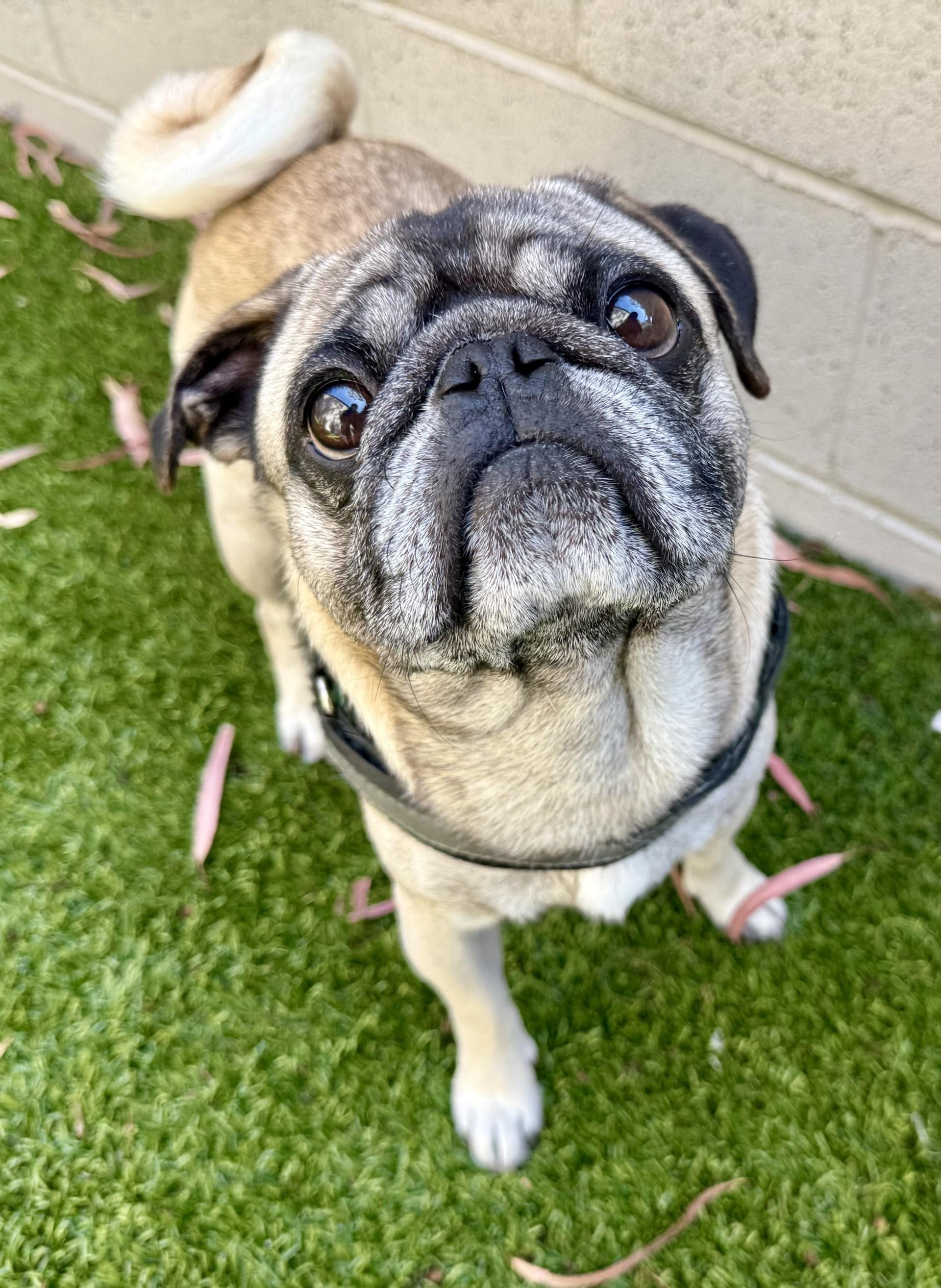 Bernard, a ADOPTABLE Pug in Los Alamitos, CA image 3/6