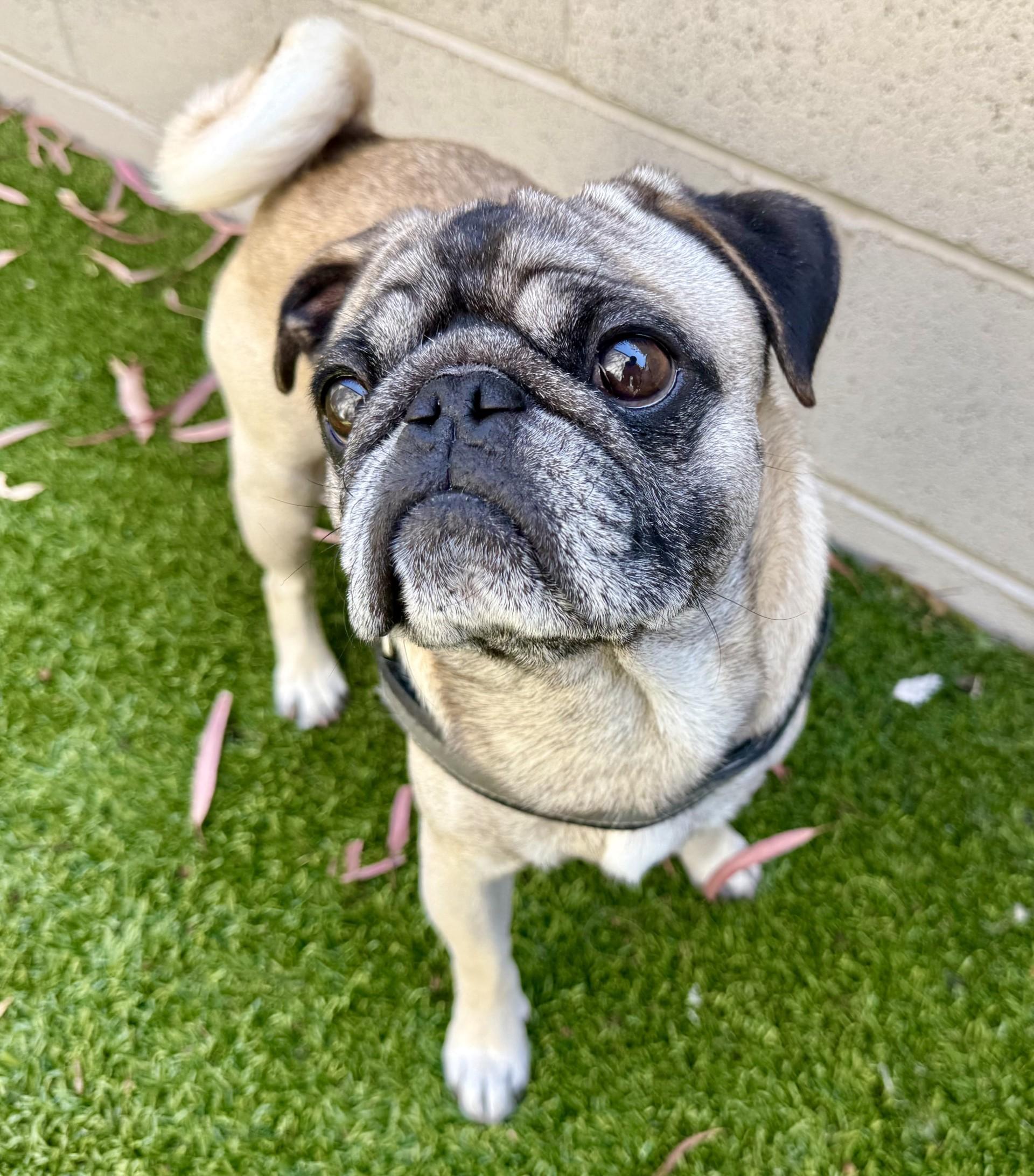 Bernard, a ADOPTABLE Pug in Los Alamitos, CA image 5/6
