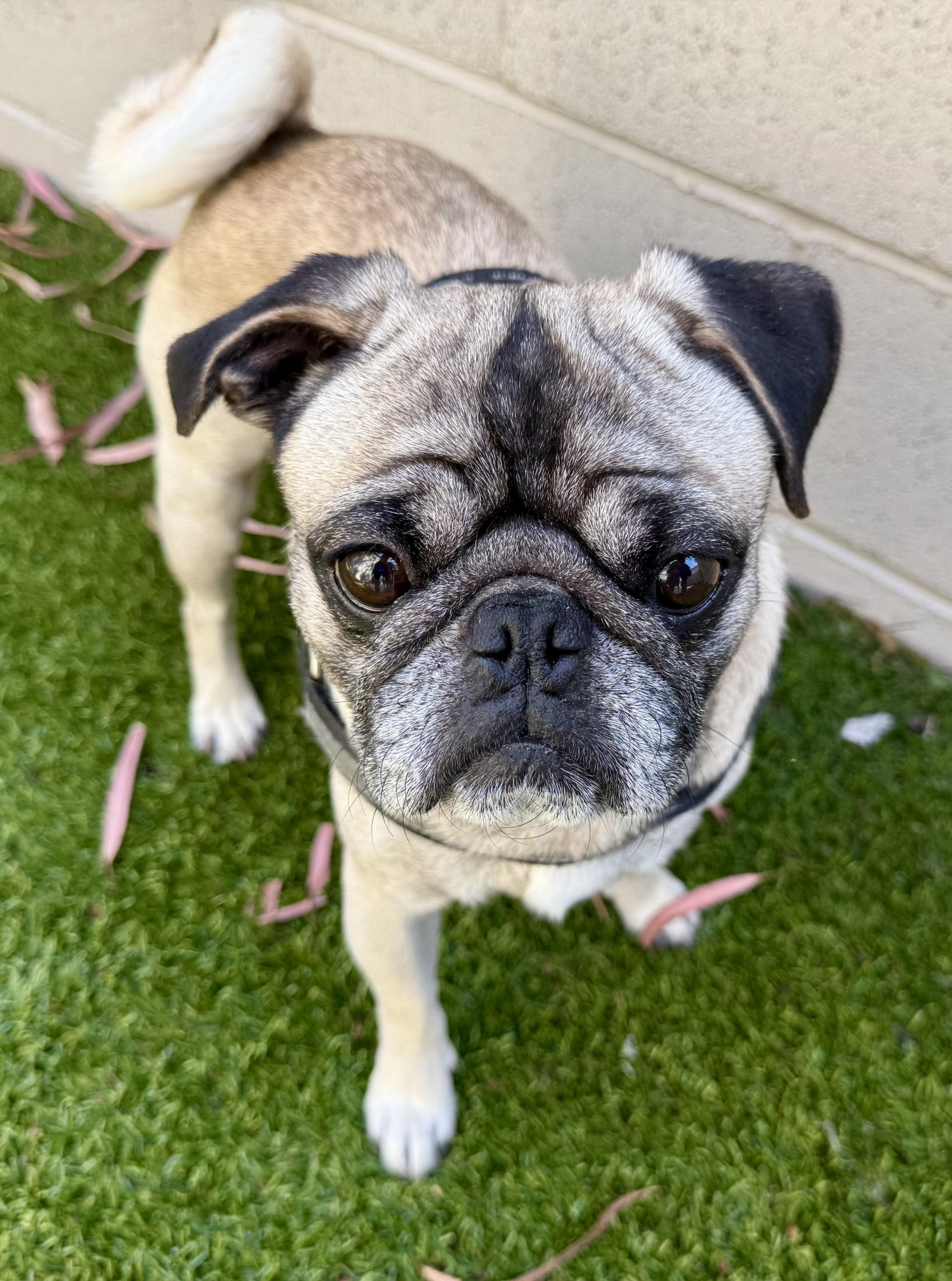 Bernard, a ADOPTABLE Pug in Los Alamitos, CA image 4/6