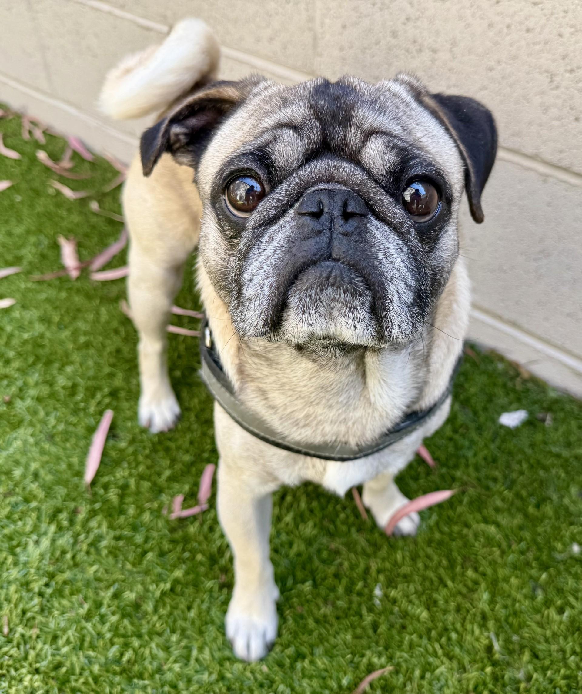 Bernard, a ADOPTABLE Pug in Los Alamitos, CA image 1/6