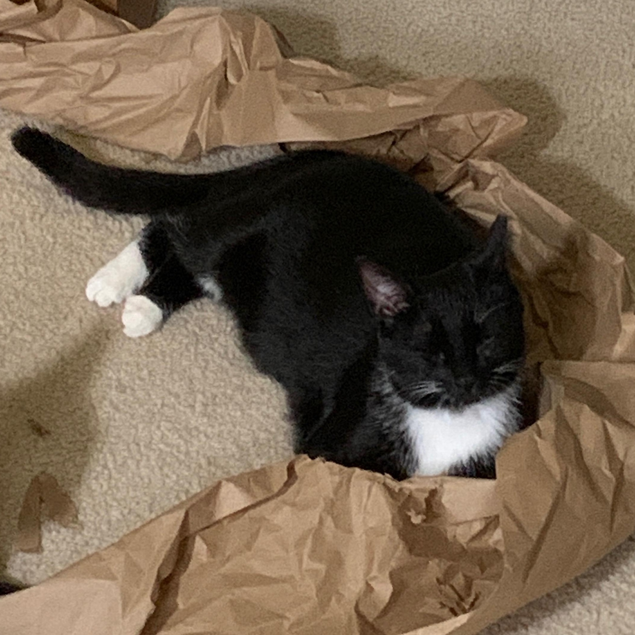 Enlarge Lenora, an adopted mixed breed in Bonaire, GA image 2/5