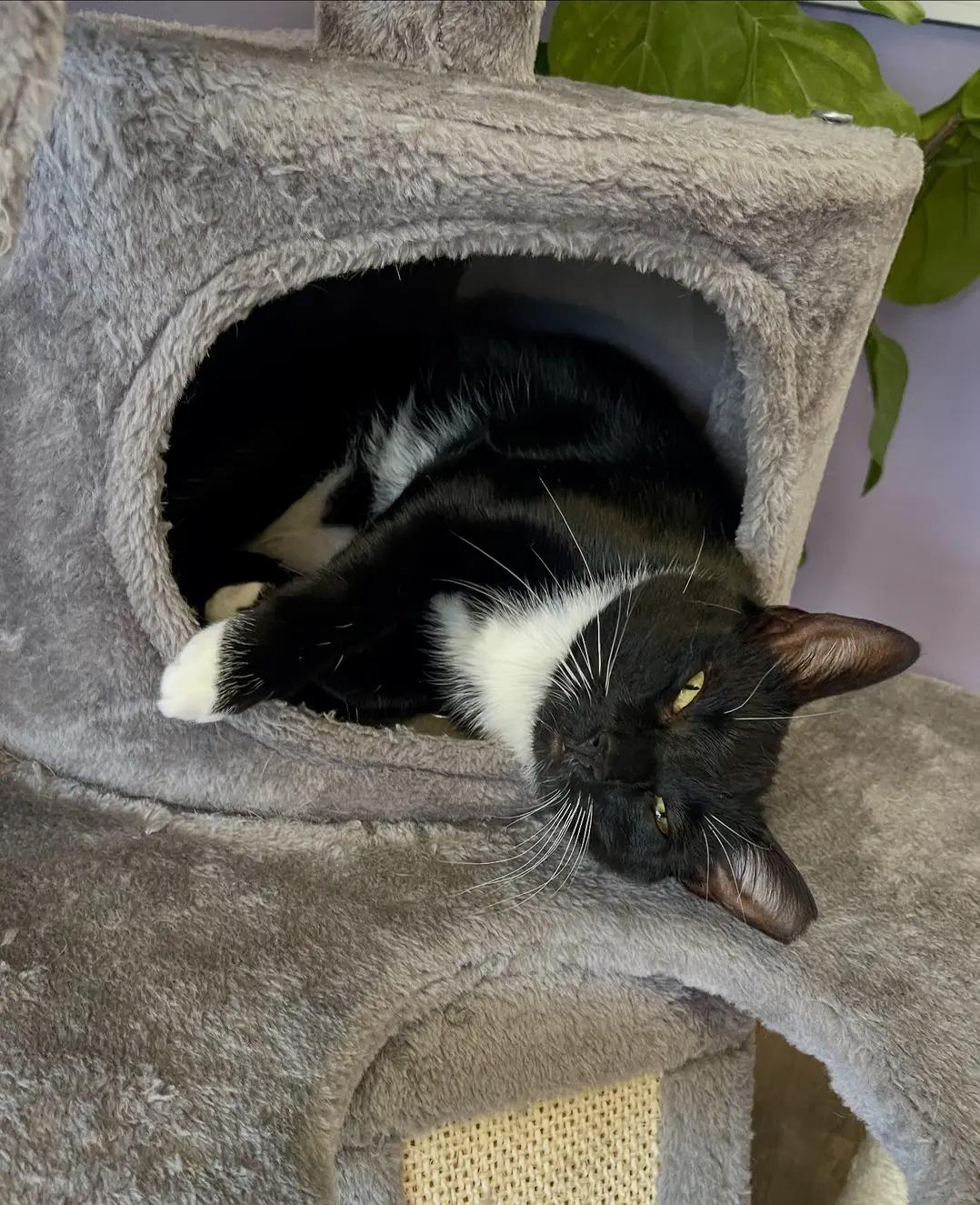 Lenora, adopted, Young Female Tuxedo.