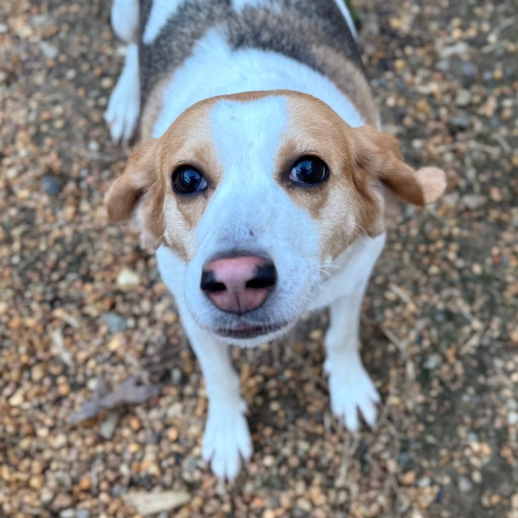 Ahmalia, Adoptable, Young Female Hound & Mixed Breed.