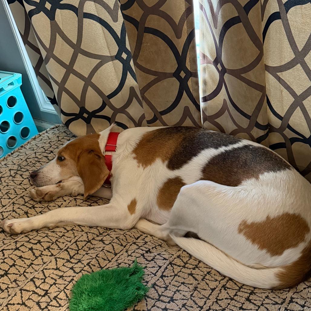 Enlarge Ahmalia, a Adoptable mixed breed in Fredericksburg, VA image 3/3