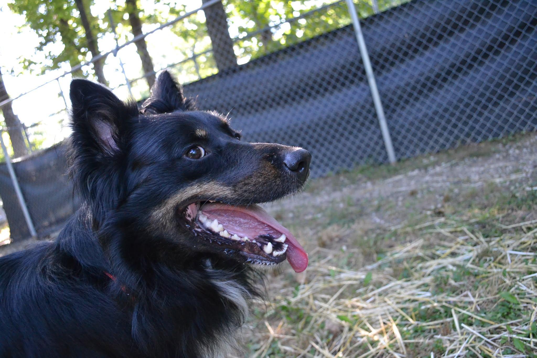 Cortez, an adopted mixed breed in Chardon, OH image 2/5