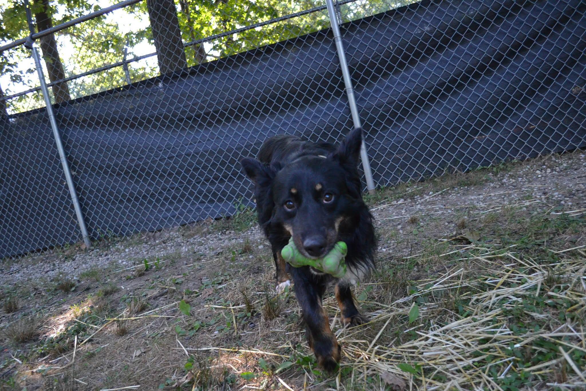 Cortez, an adopted mixed breed in Chardon, OH image 4/5