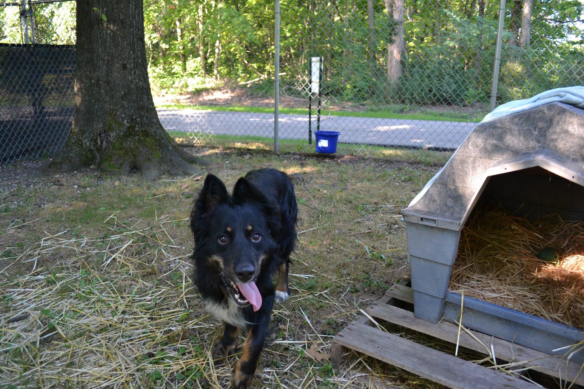 Cortez, an adopted mixed breed in Chardon, OH image 3/5