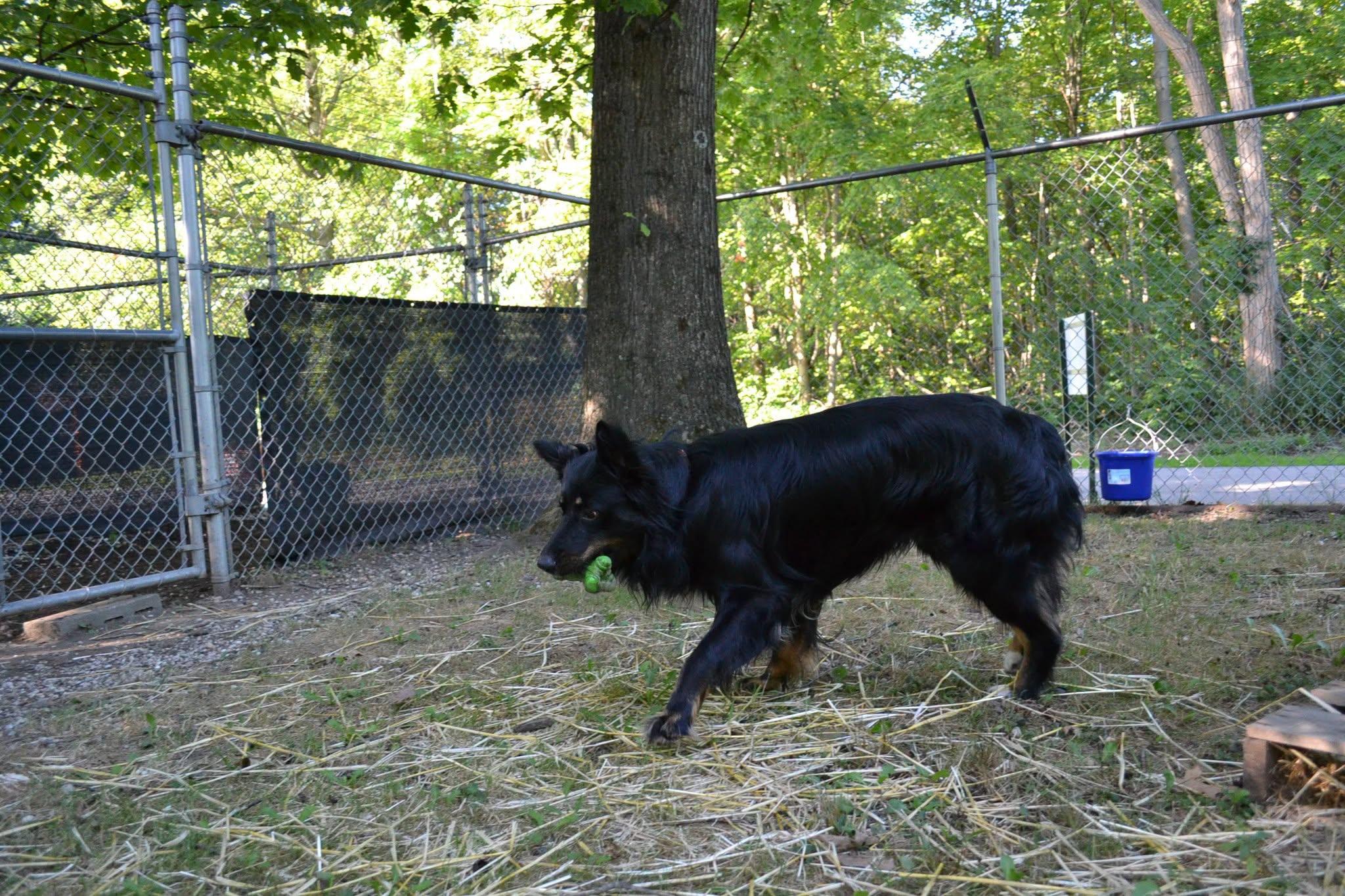 Cortez, an adopted mixed breed in Chardon, OH image 5/5