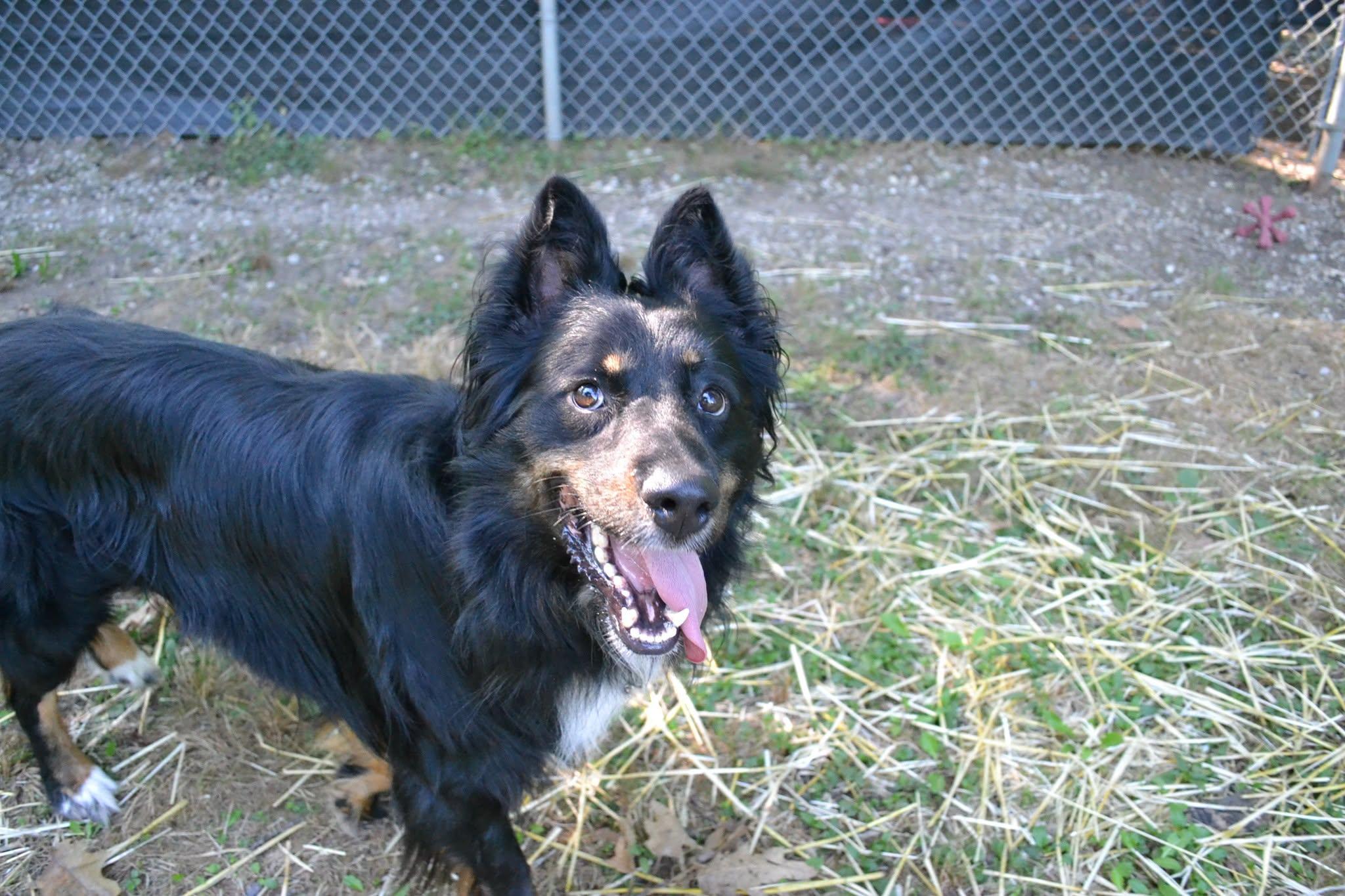 Cortez, an adopted mixed breed in Chardon, OH image 1/5