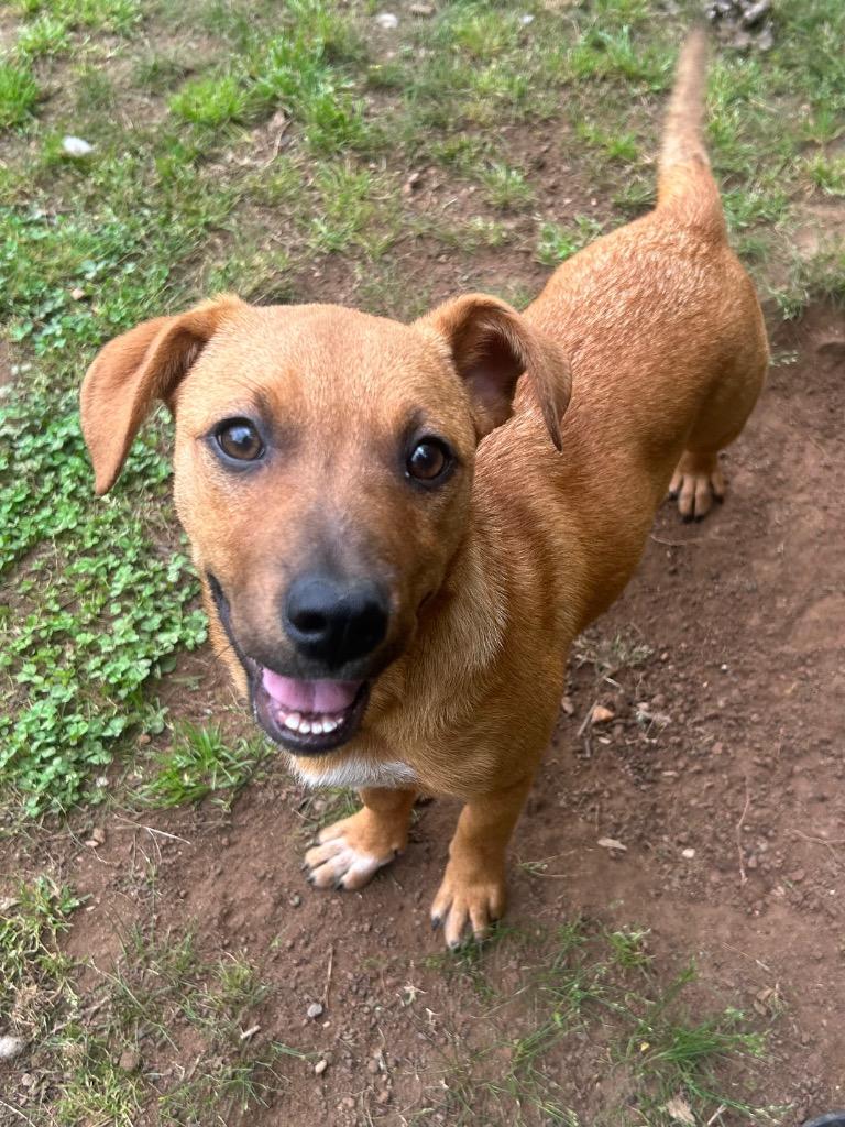 Sarah, Adoptable, Young Female Hound.