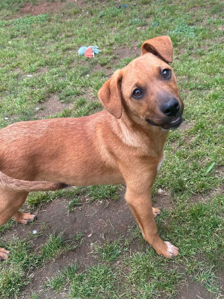 Enlarge Sarah, a Adoptable Hound in Benton, AR image 2/2