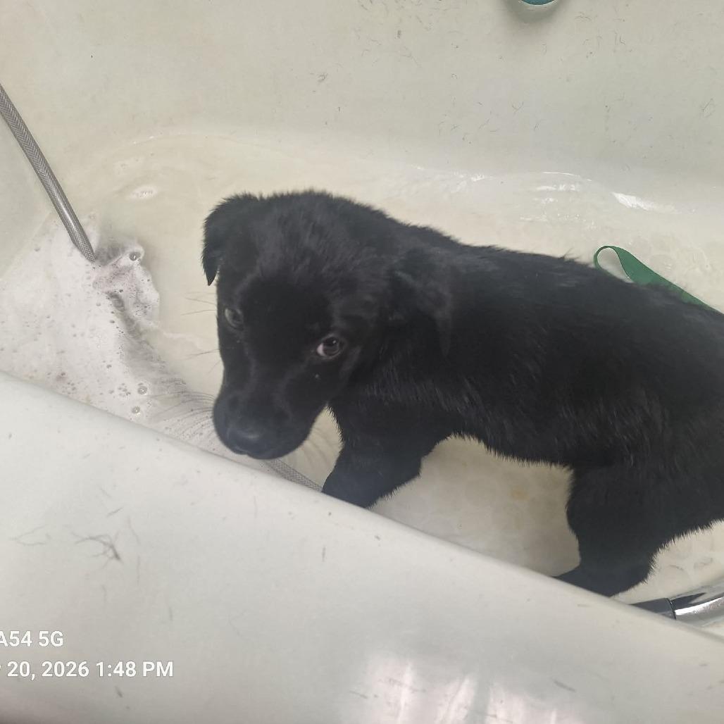 Enlarge Esme, a Adoptable Black Labrador Retriever in Madill, OK image 1/2