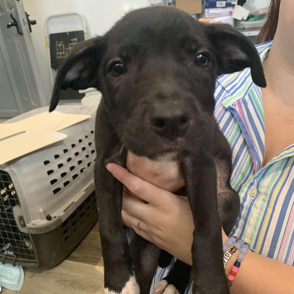 Enlarge Spade, a Adoptable Pit Bull Terrier in Laurel, MS image 1/2
