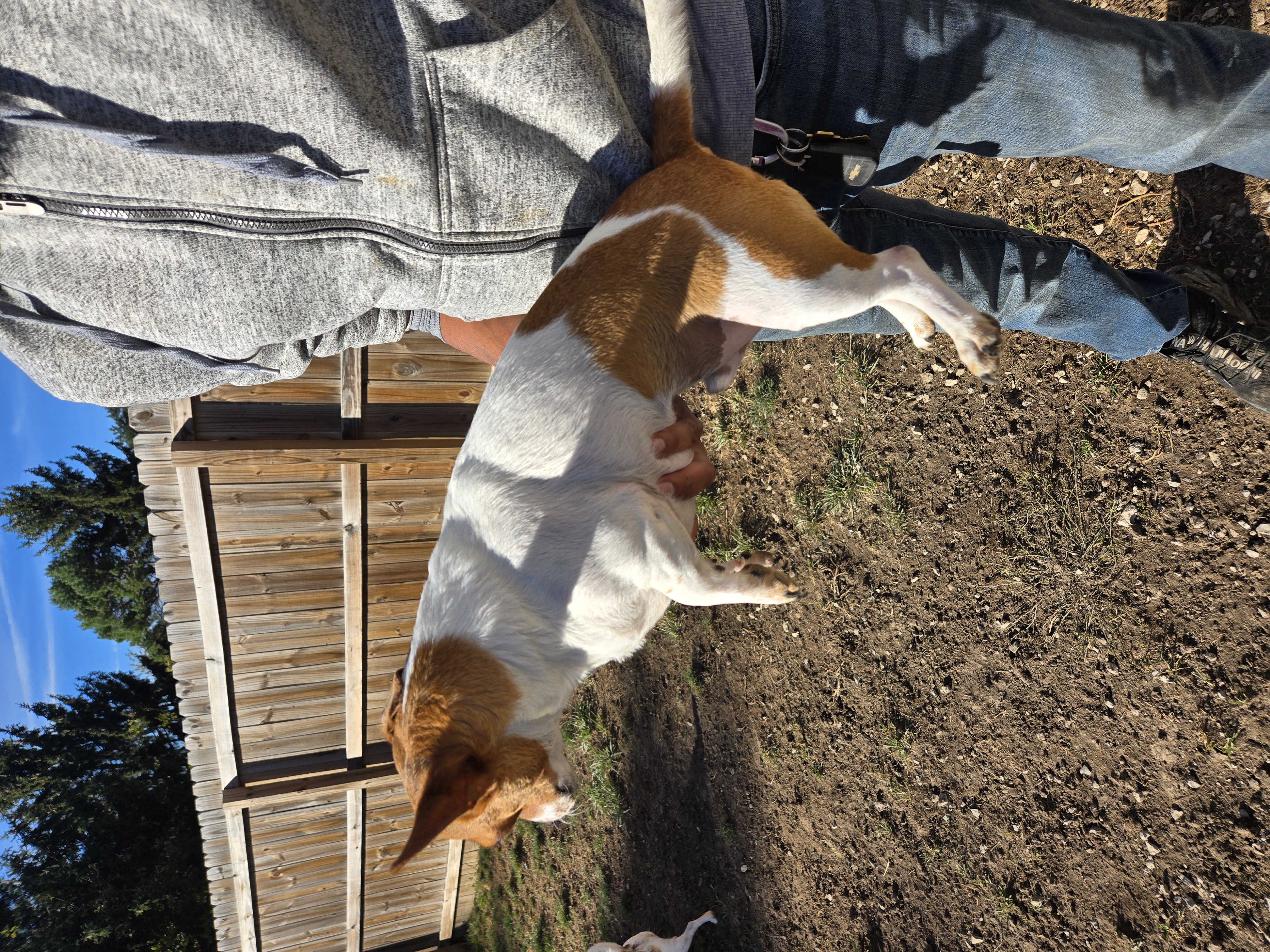 Petey, Adoptable, Adult Male Jack Russell Terrier.