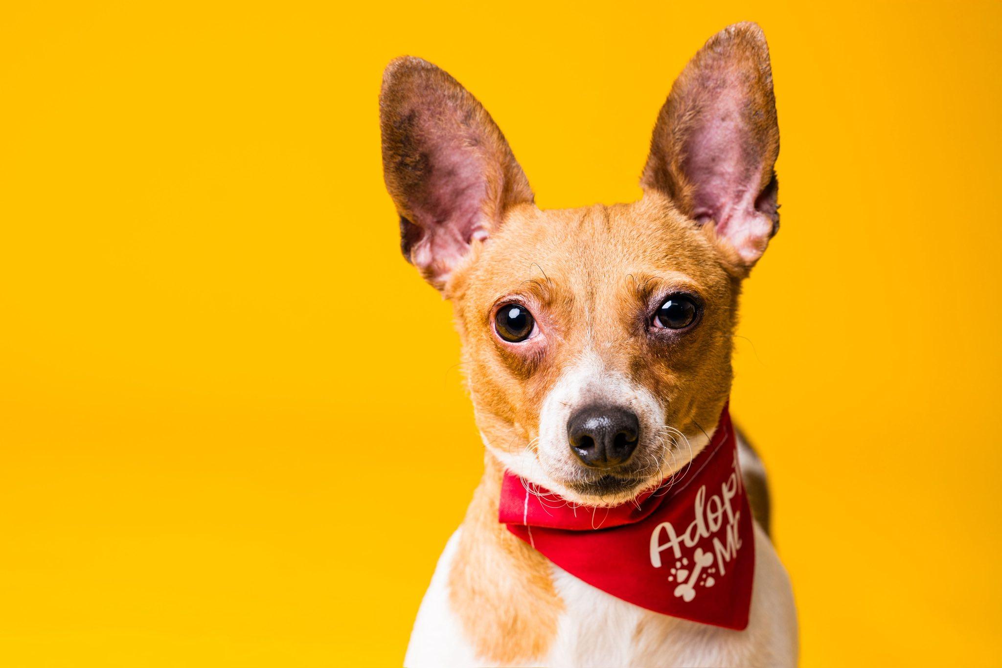 Petey, Adoptable, Adult Male Jack Russell Terrier.