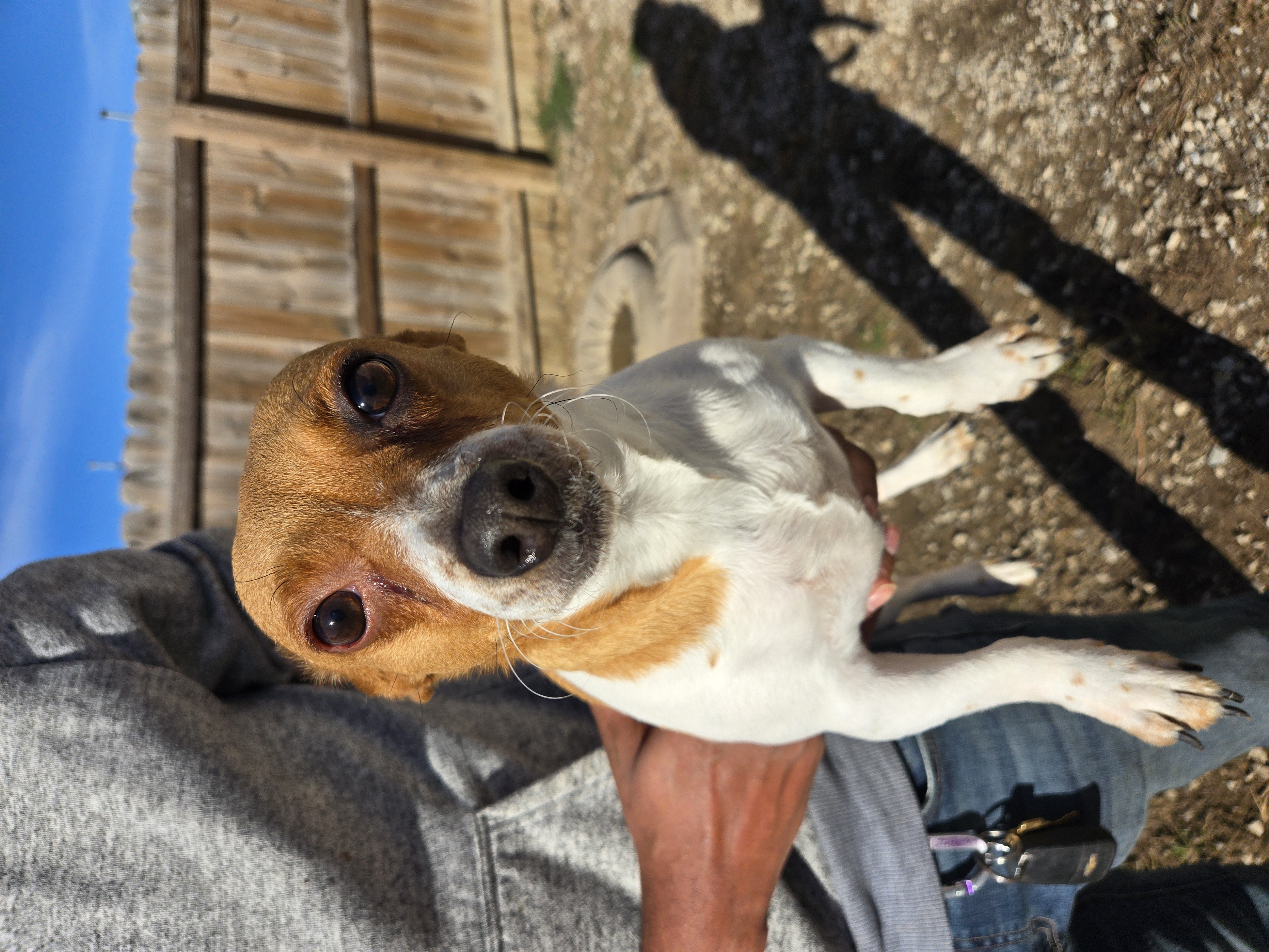 Petey, a Adoptable Jack Russell Terrier in Toledo, OH image 4/4