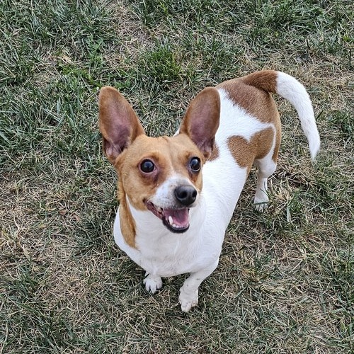 Petey, a Adoptable Jack Russell Terrier in Toledo, OH image 2/4