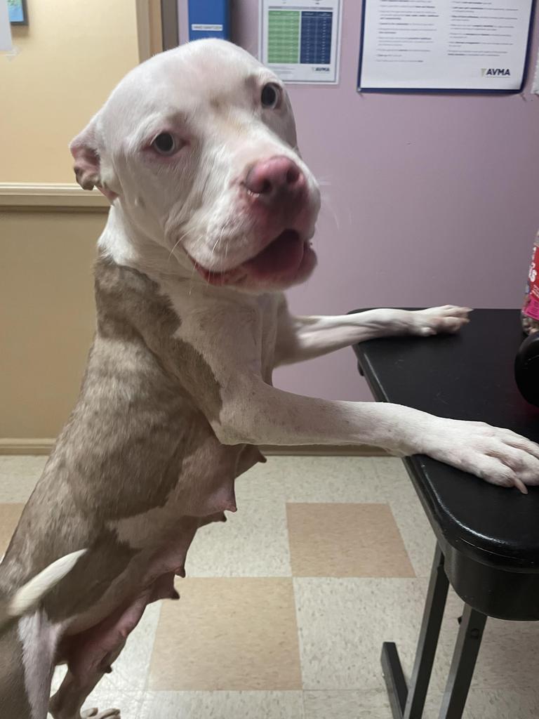 Enlarge Sylvan, a Adoptable mixed breed in Maumelle, AR image 1/6