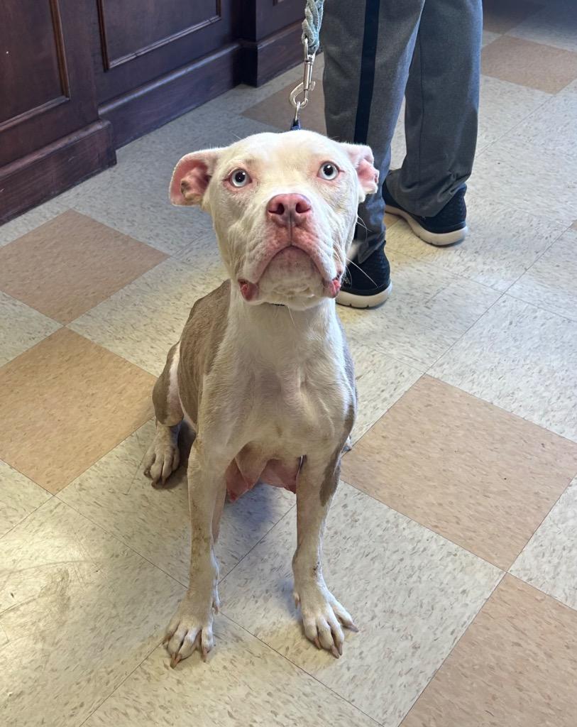 Enlarge Sylvan, a Adoptable mixed breed in Maumelle, AR image 2/6