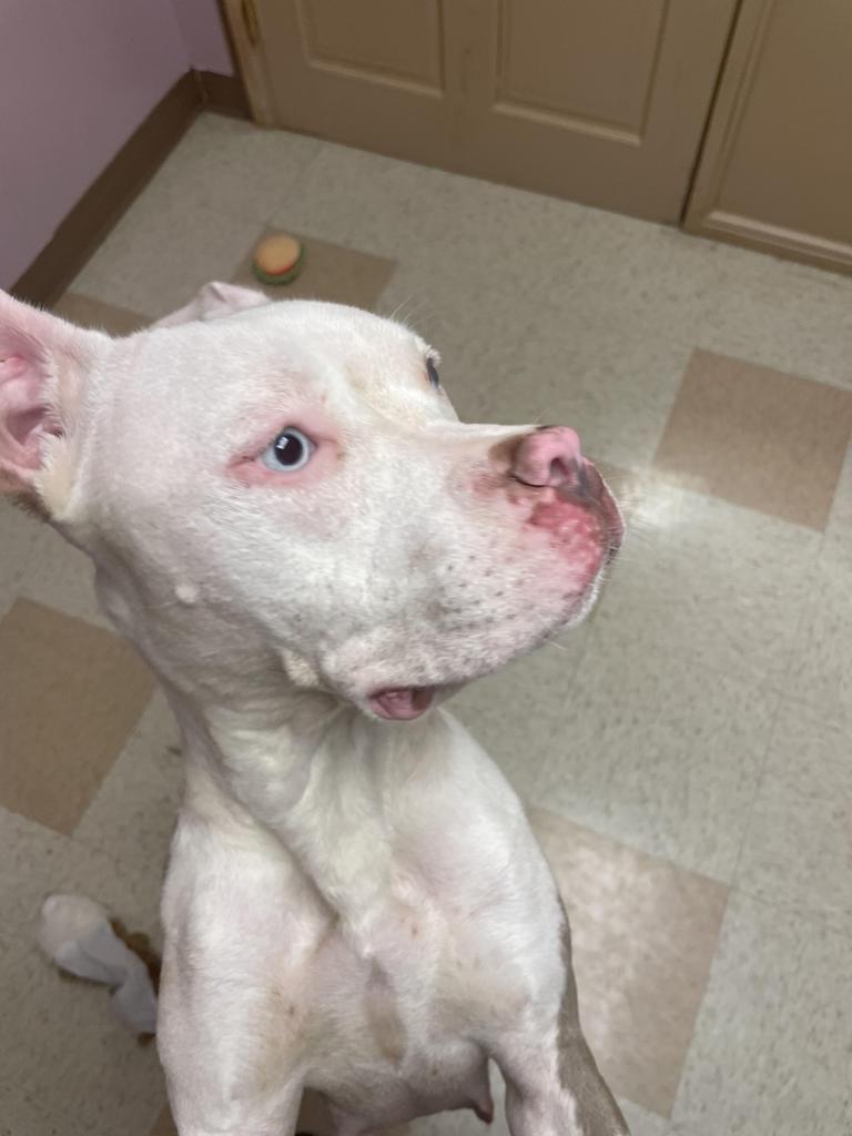 Enlarge Sylvan, a Adoptable mixed breed in Maumelle, AR image 3/6