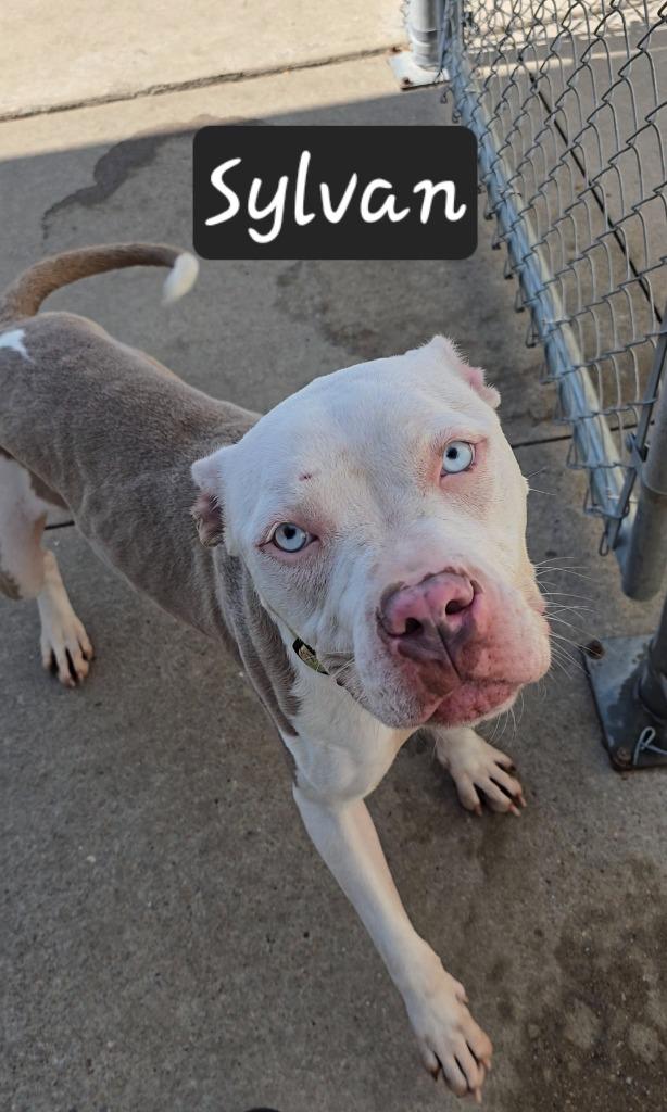 Sylvan, a Adoptable mixed breed in Maumelle, AR image 4/6